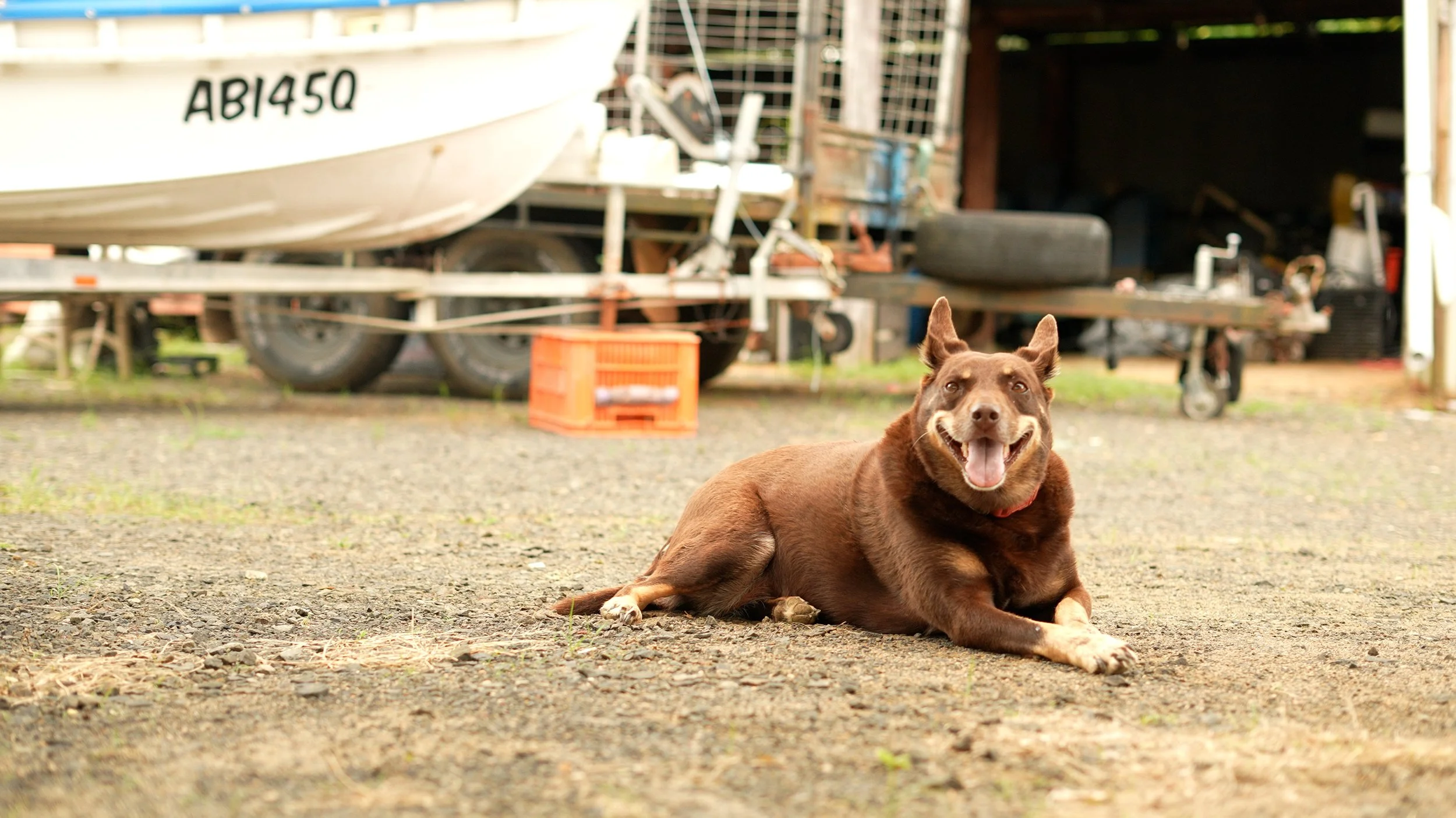 A smiling brown dog lying on a gravel surface in front of boats and boat trailers in a boatyard.