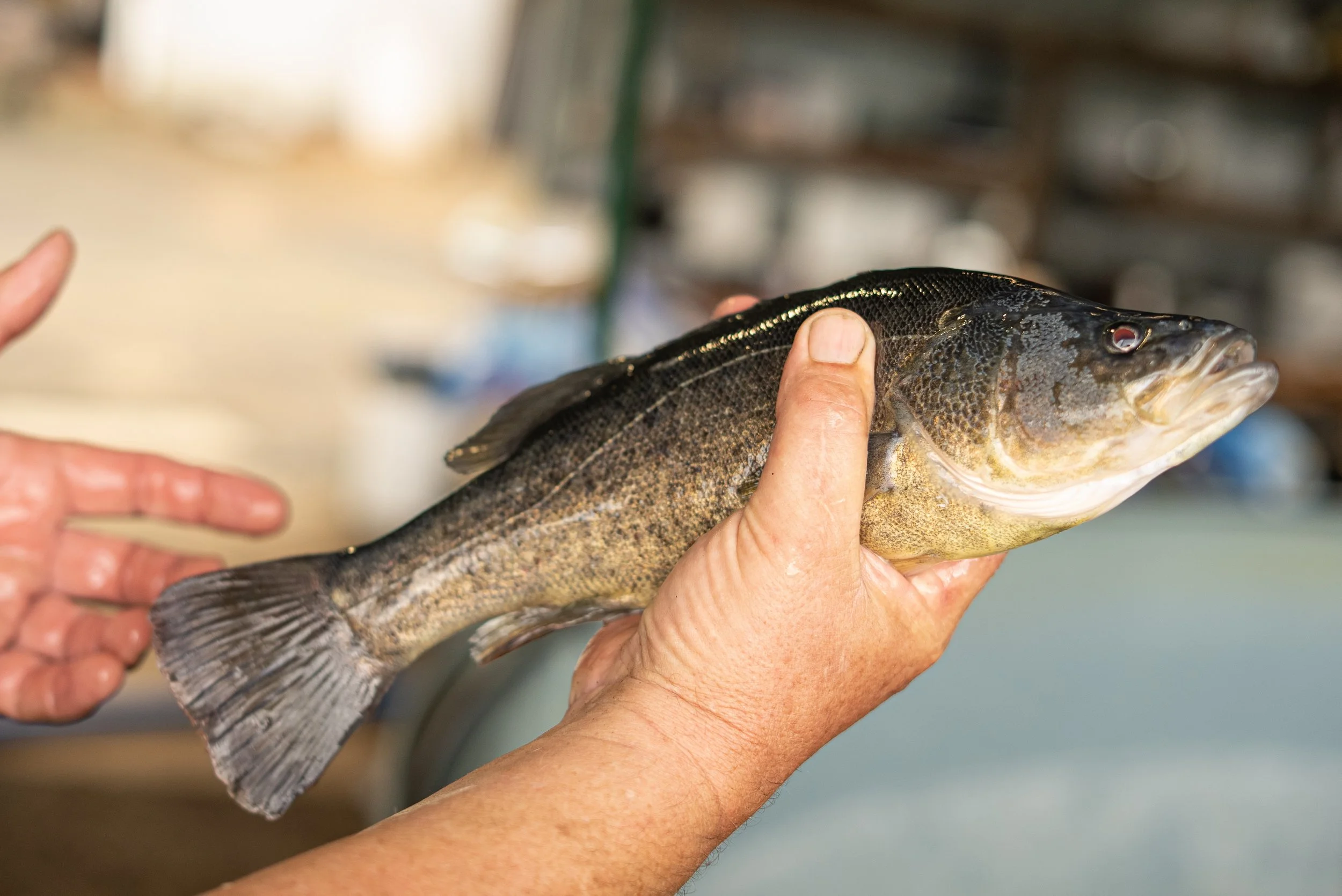 A person holding an Australian Native fish species that is suitable for dam stocking or table fish. The fish has dark coloring and a prominent mouth.
