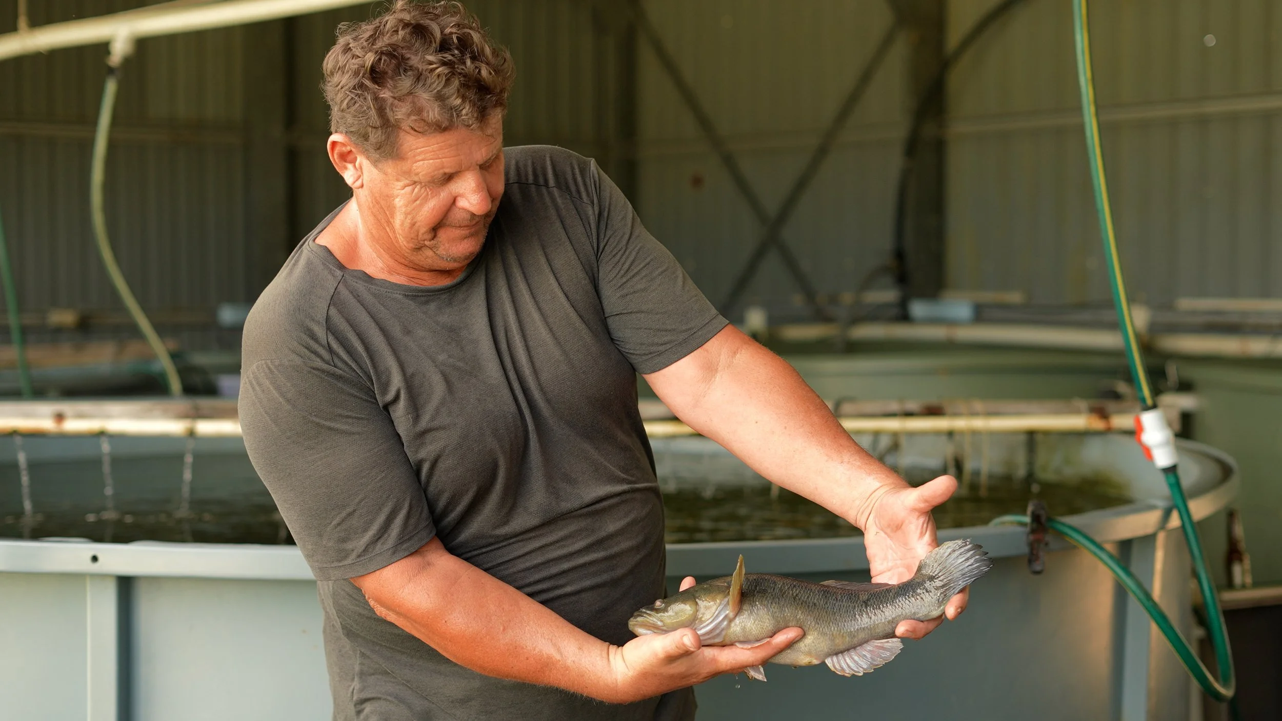 A man holding an Australian Native fish species that is suitable for dam stocking or table fish. Fish inside an indoor fish farm or hatchery, with large tanks and pipes visible in the background.