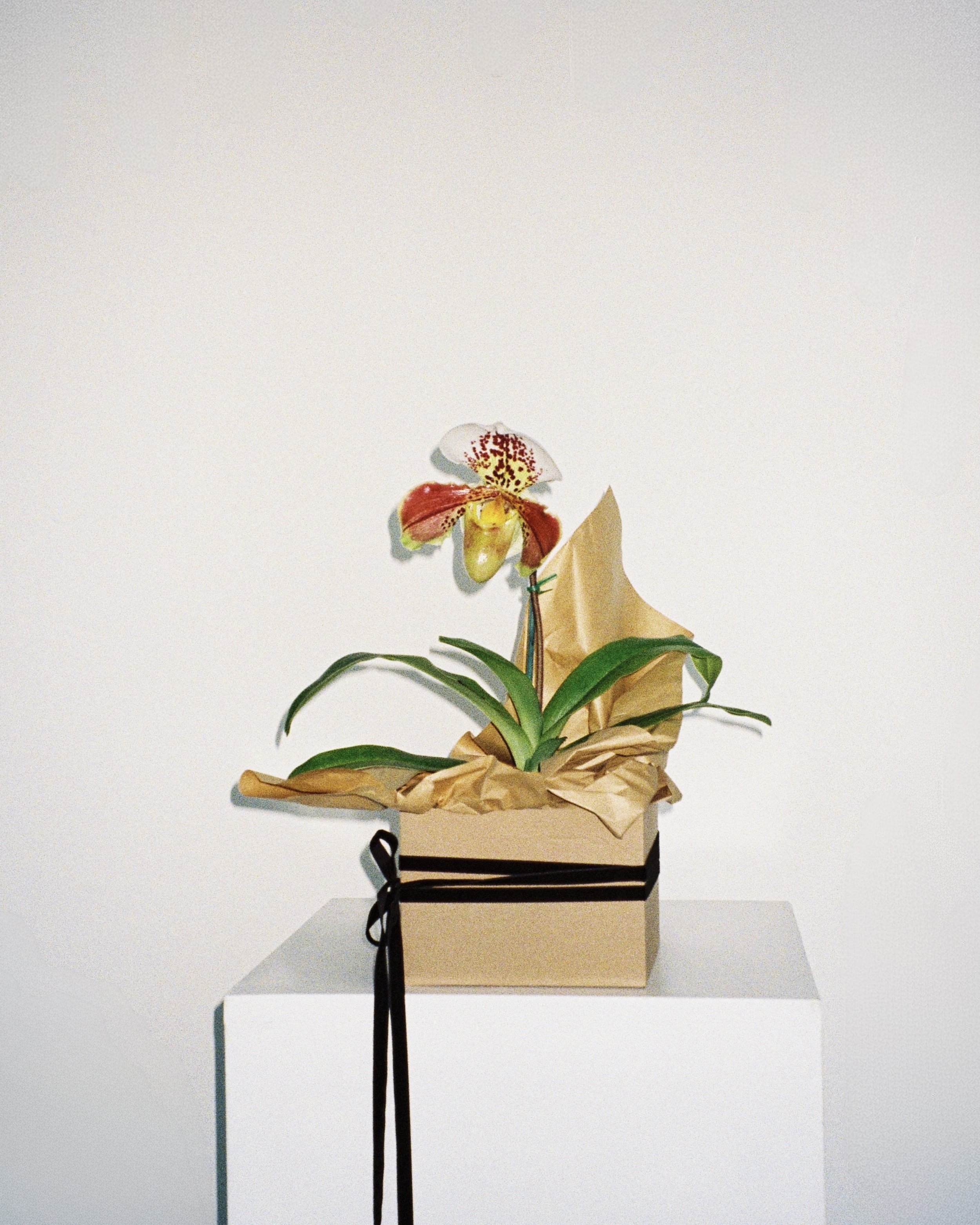 Plants