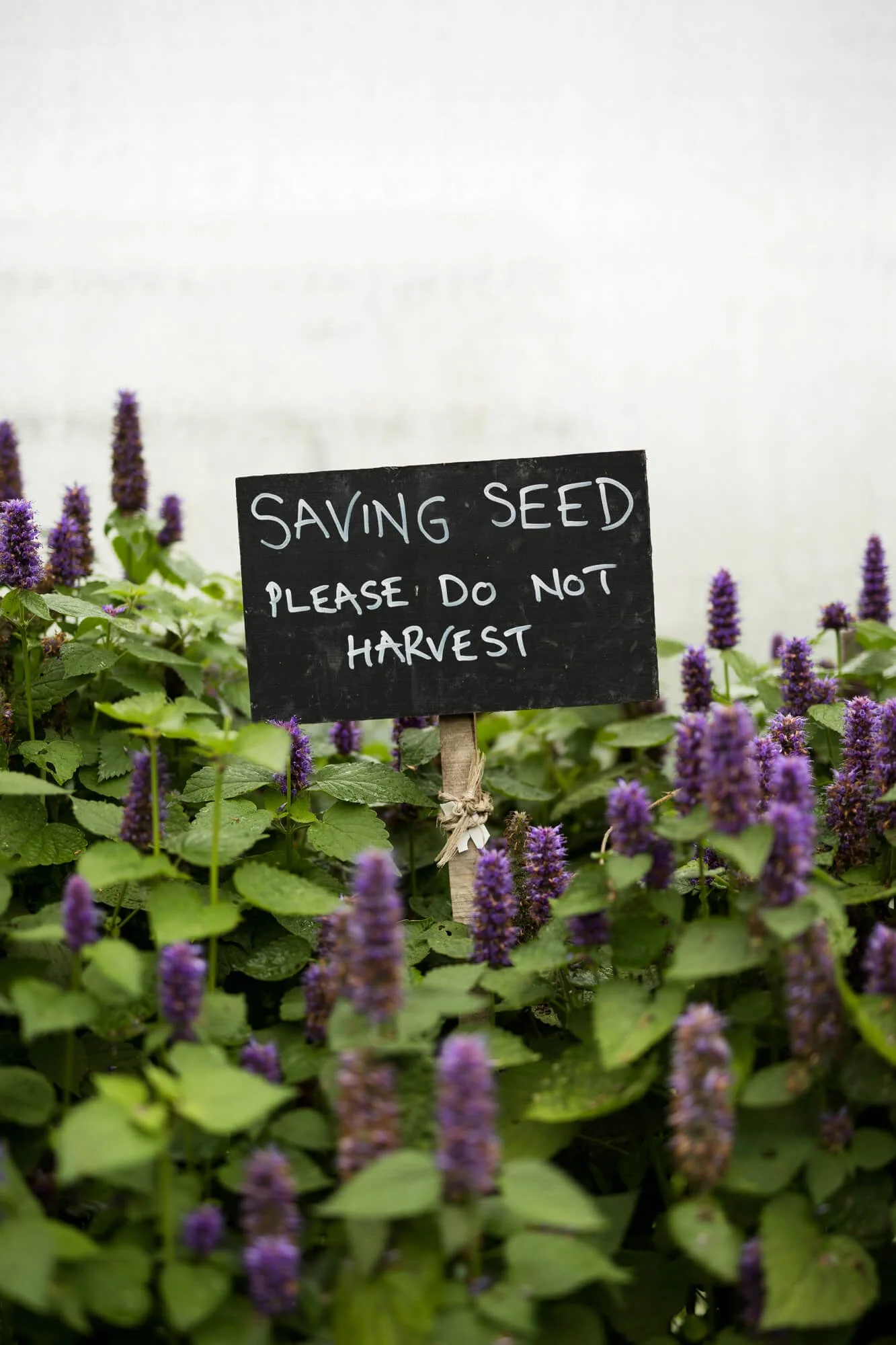 Saving Seed Please Do Not Harvest Written in Chalk on Blackboard Sign