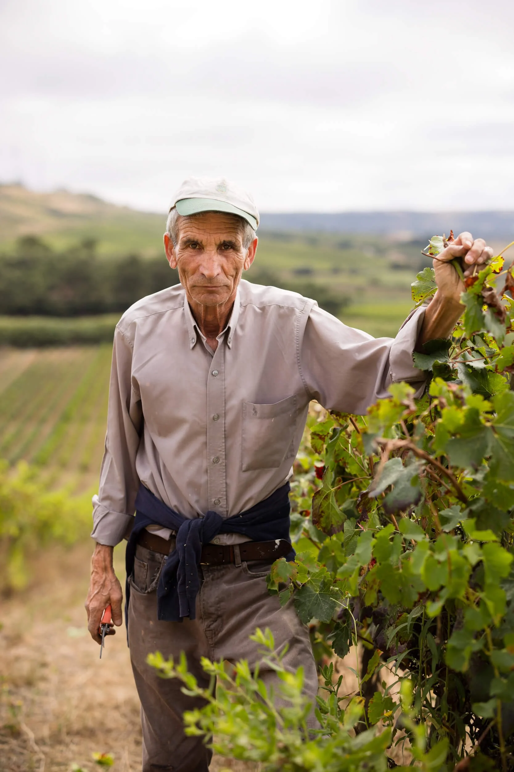 Elderly man in a vineyard holding grape vines