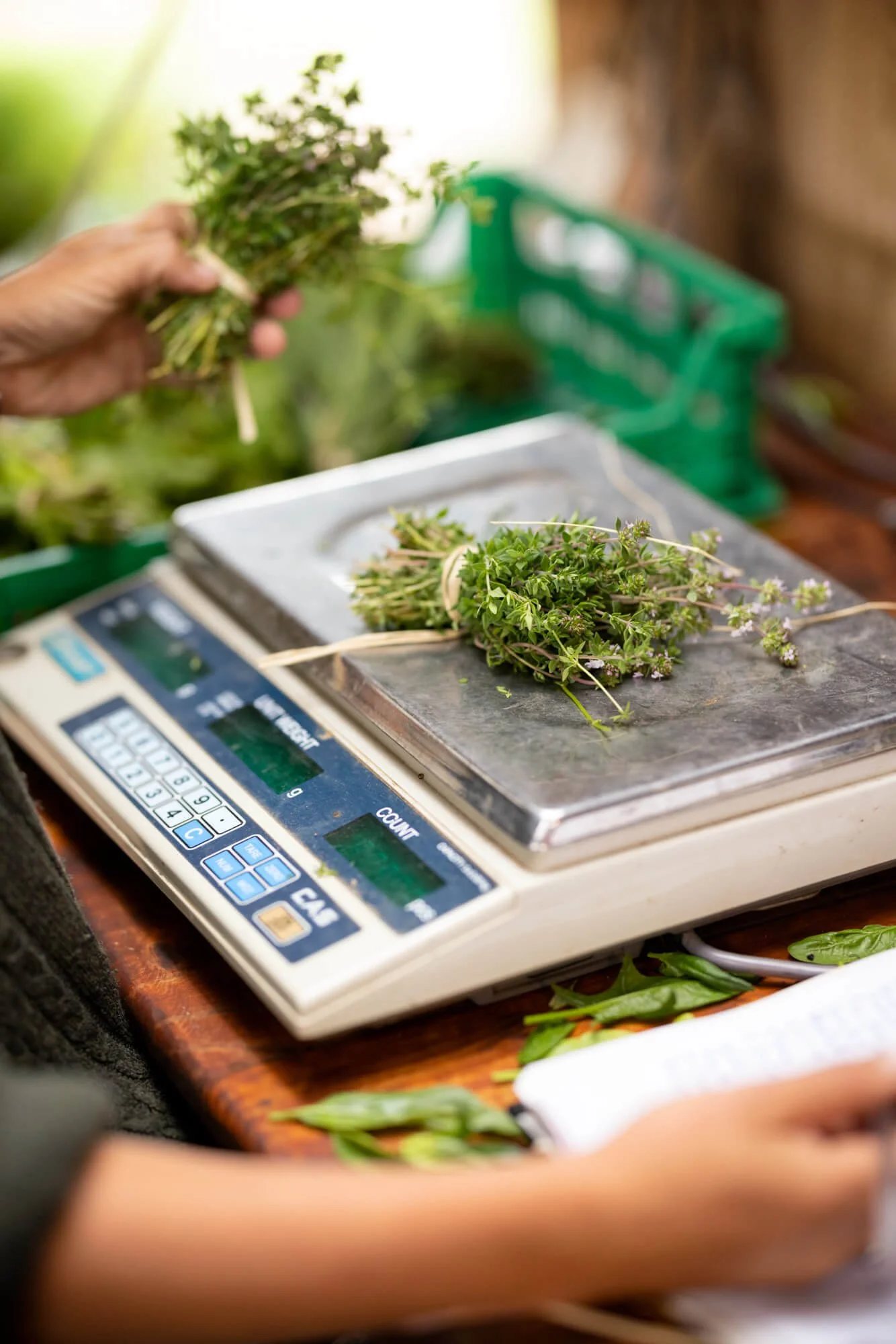 Person weighing fresh herbs on a digital scale