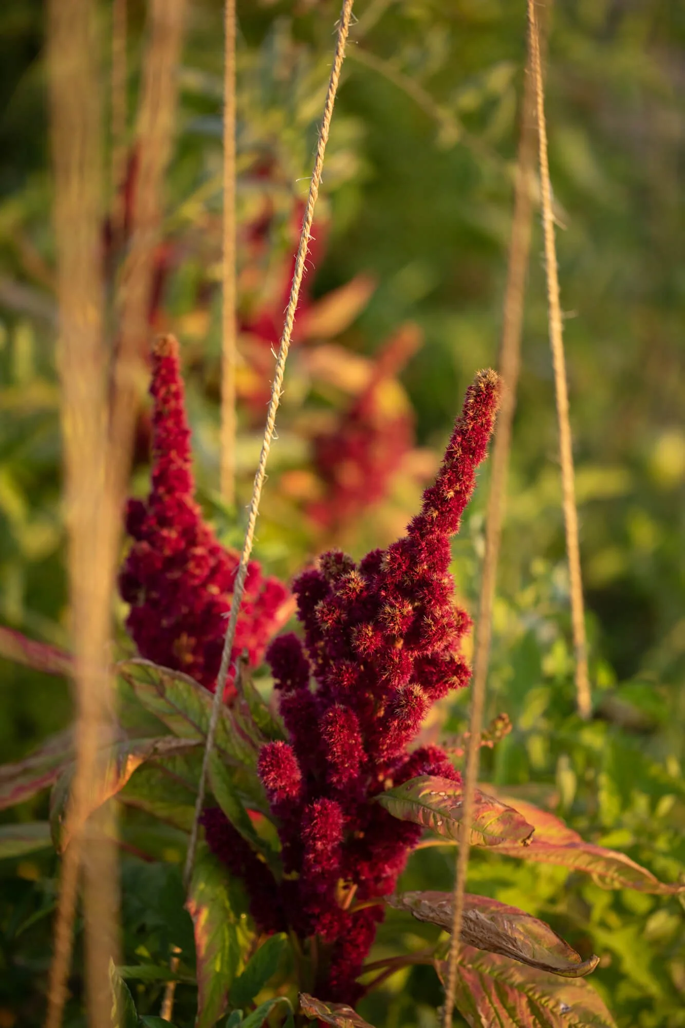 Close-up of a flowering amaranth plant with deep red blooms against a green background and hanging strings.