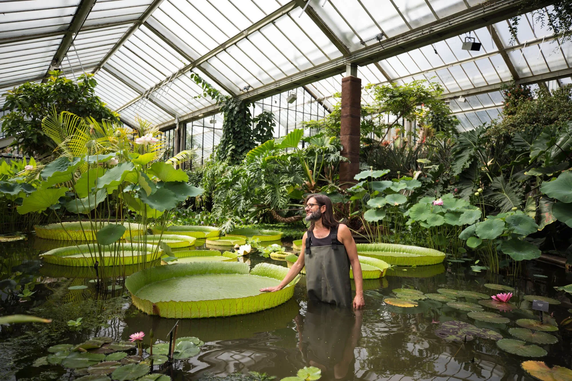 Person in waders standing among giant water lilies in a greenhouse.