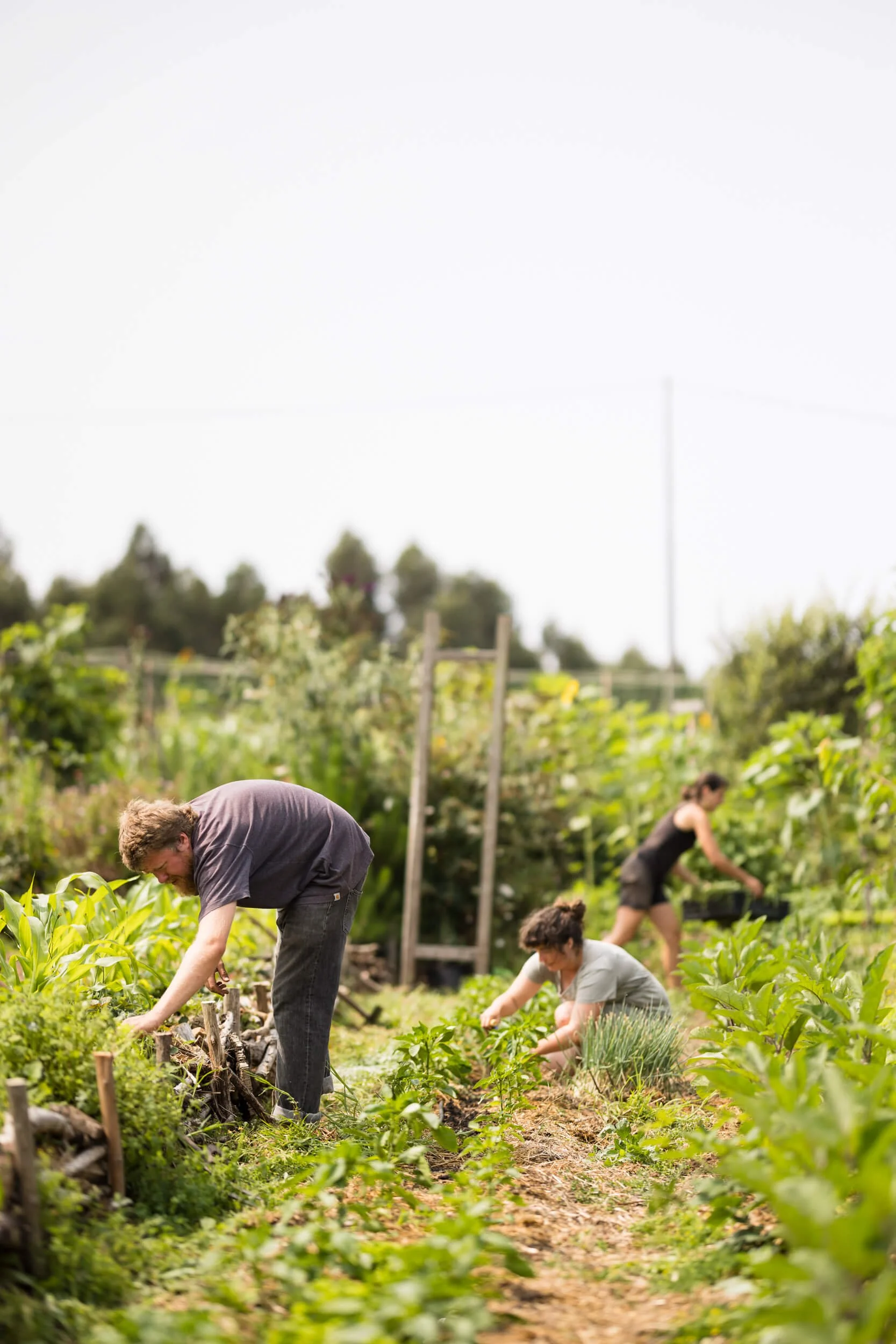 Three people working in a lush vegetable garden, tending to plants and soil.