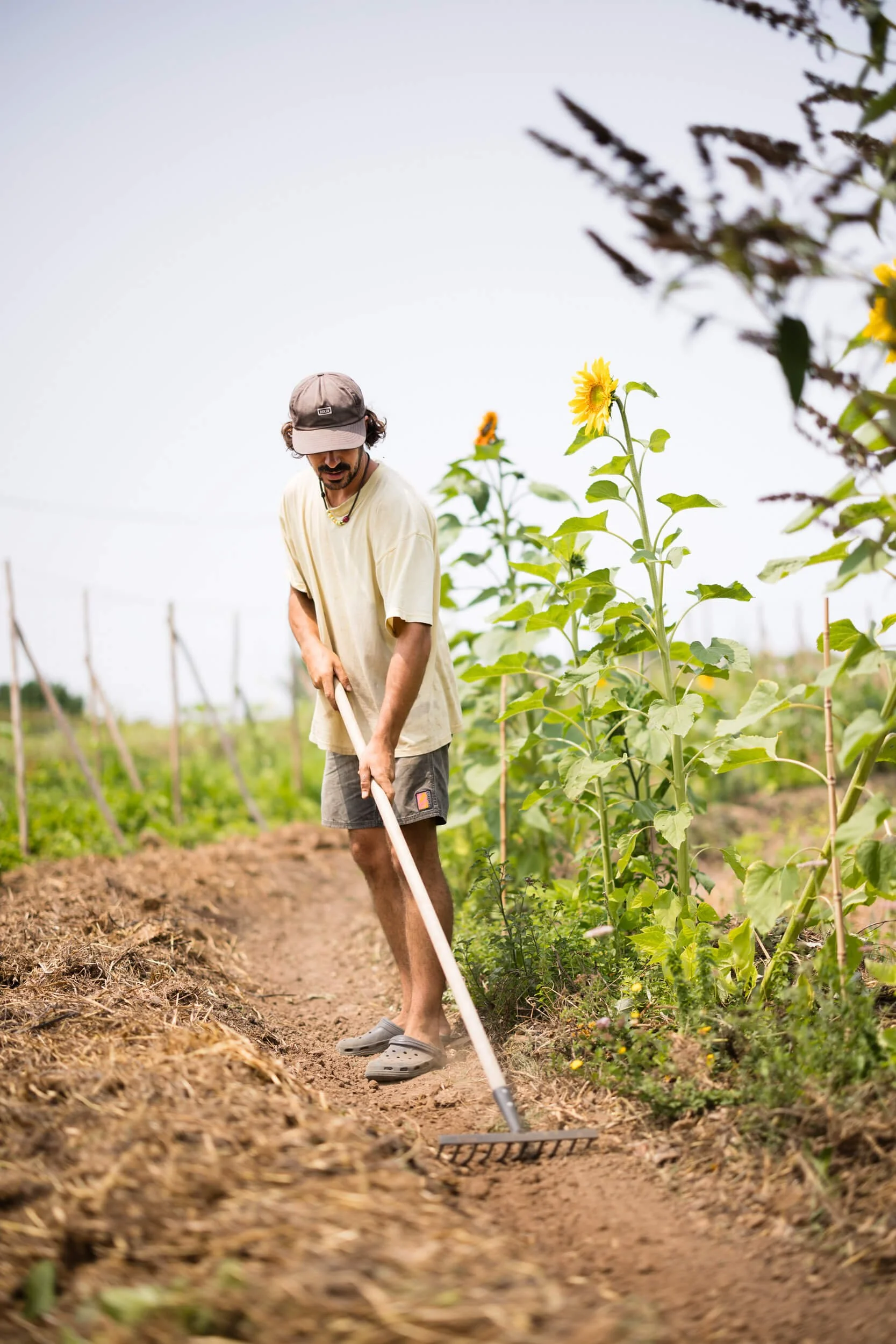 Person gardening with a rake next to sunflowers.