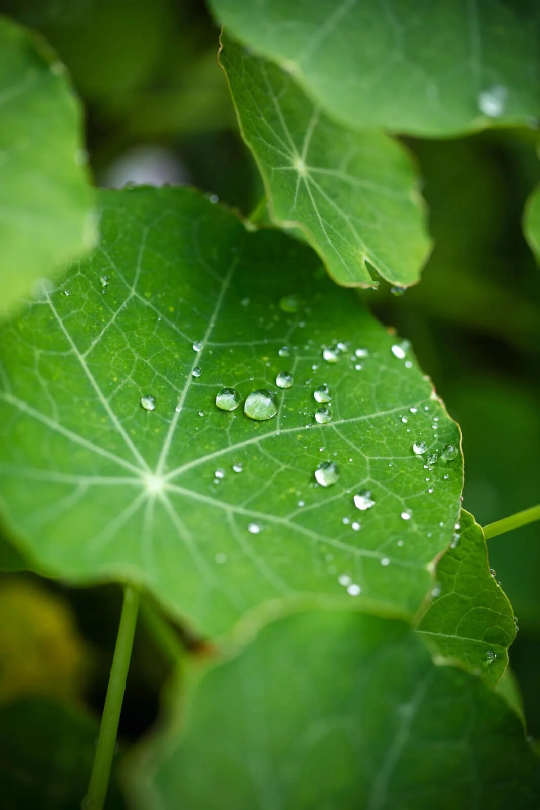 Close-up of raindrops on green leaves.