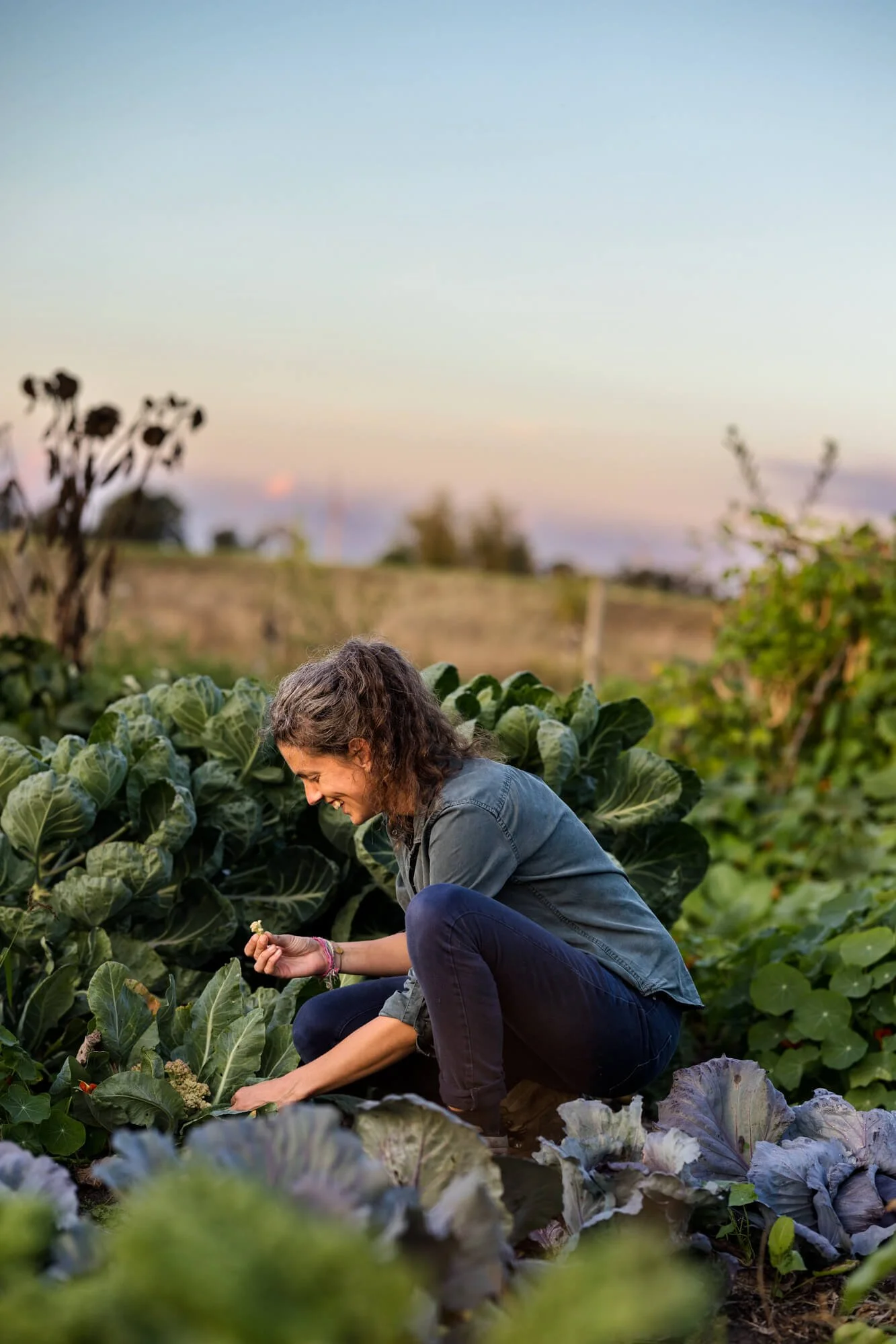 Woman harvesting vegetables in a garden at sunset.