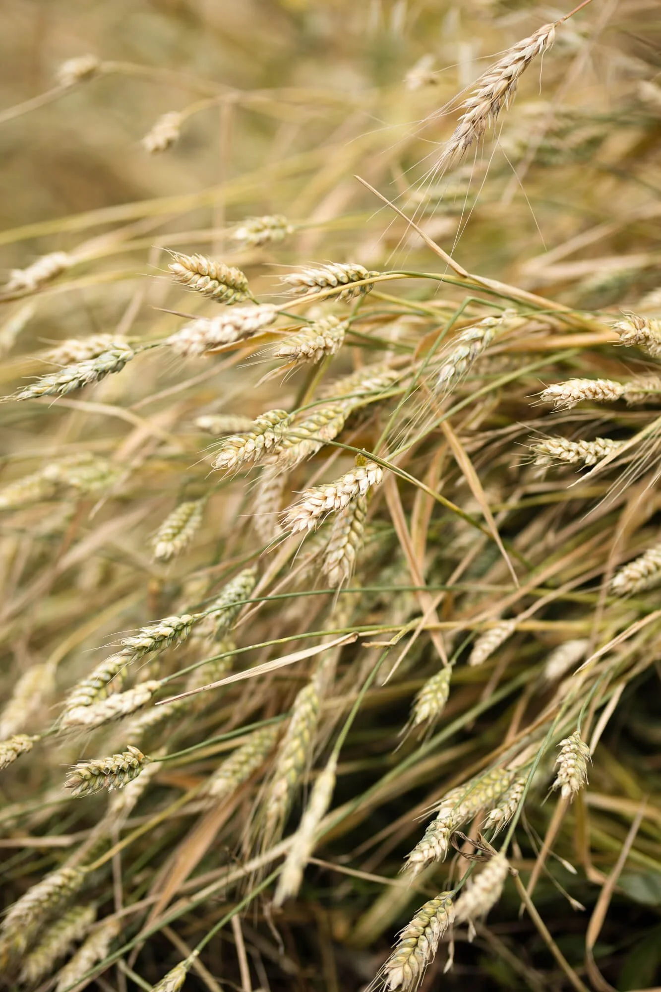 Close-up of wheat stalks in a field.