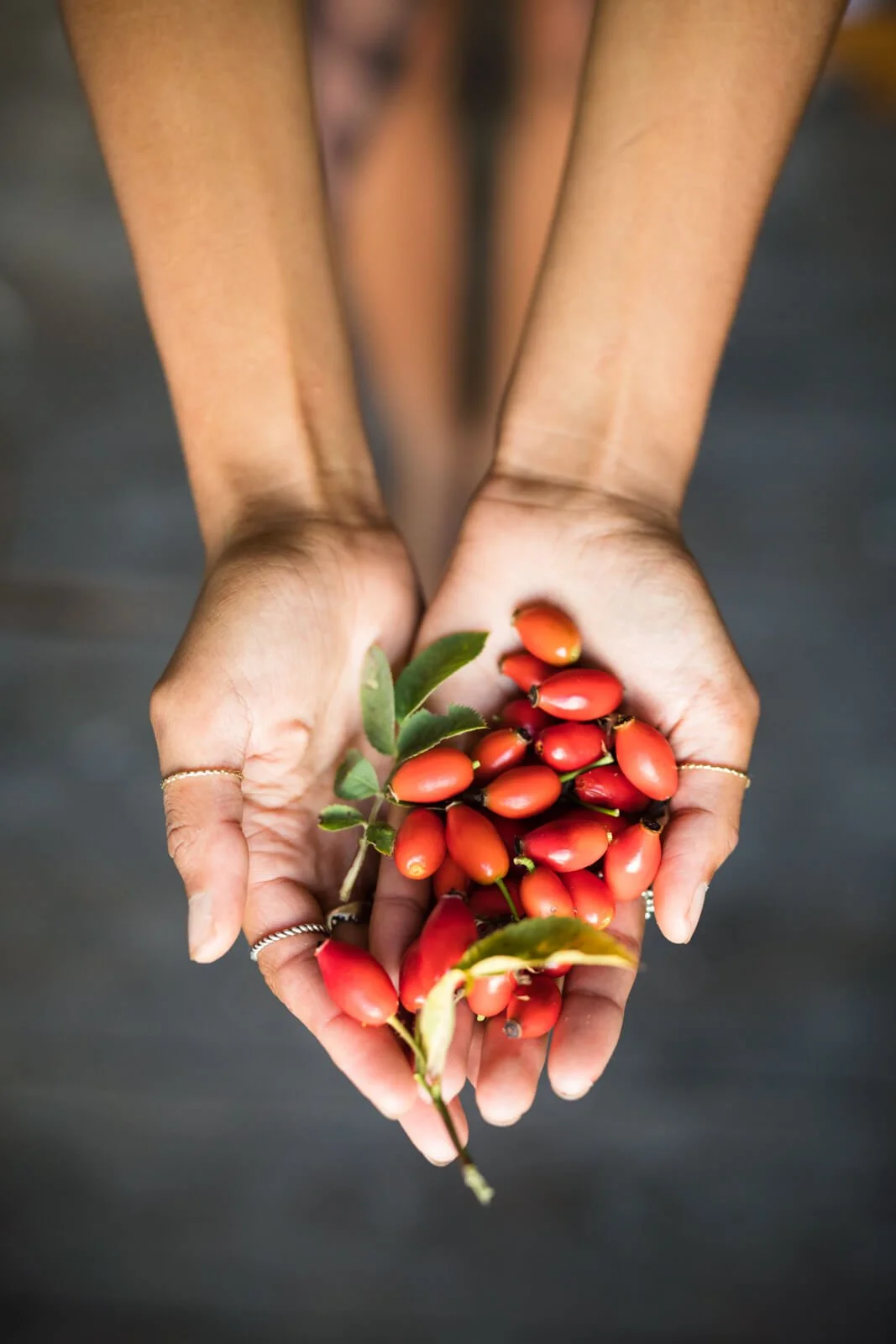 Hands holding a bunch of fresh red goji berries.