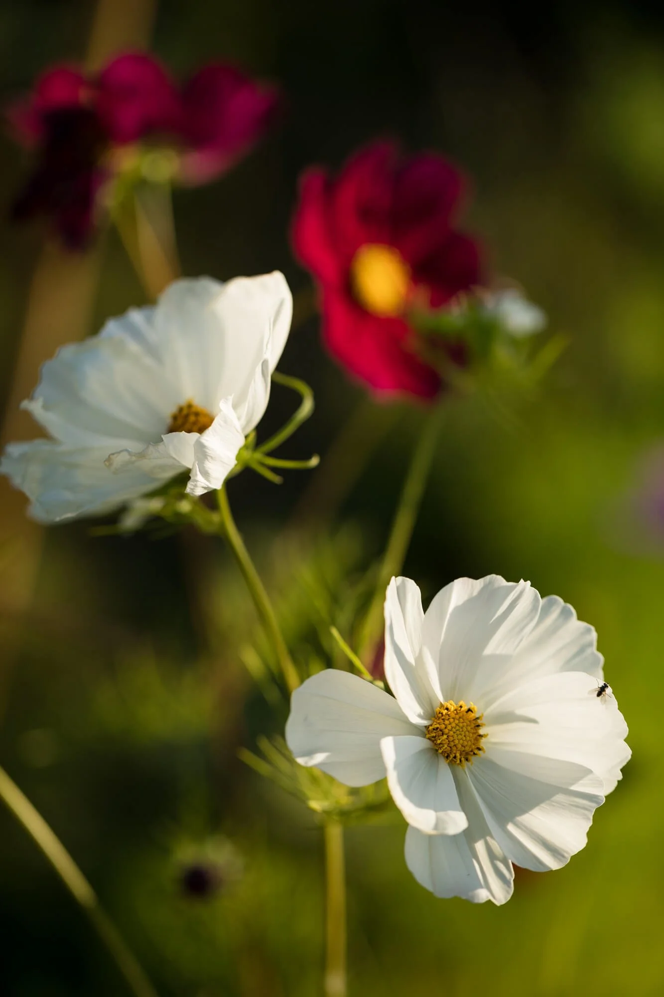 White and red cosmos flowers in sunlight with blurred green background.