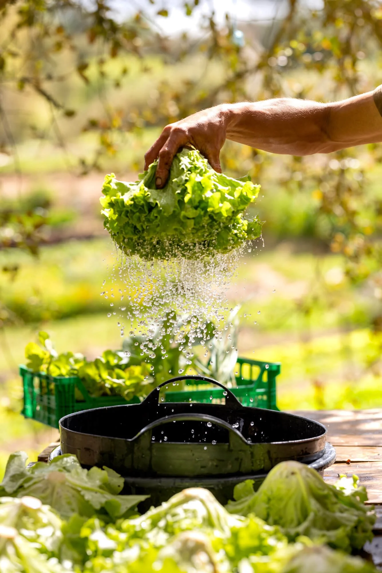 Freshly washed lettuce being held over a container with water droplets falling, outdoor setting.