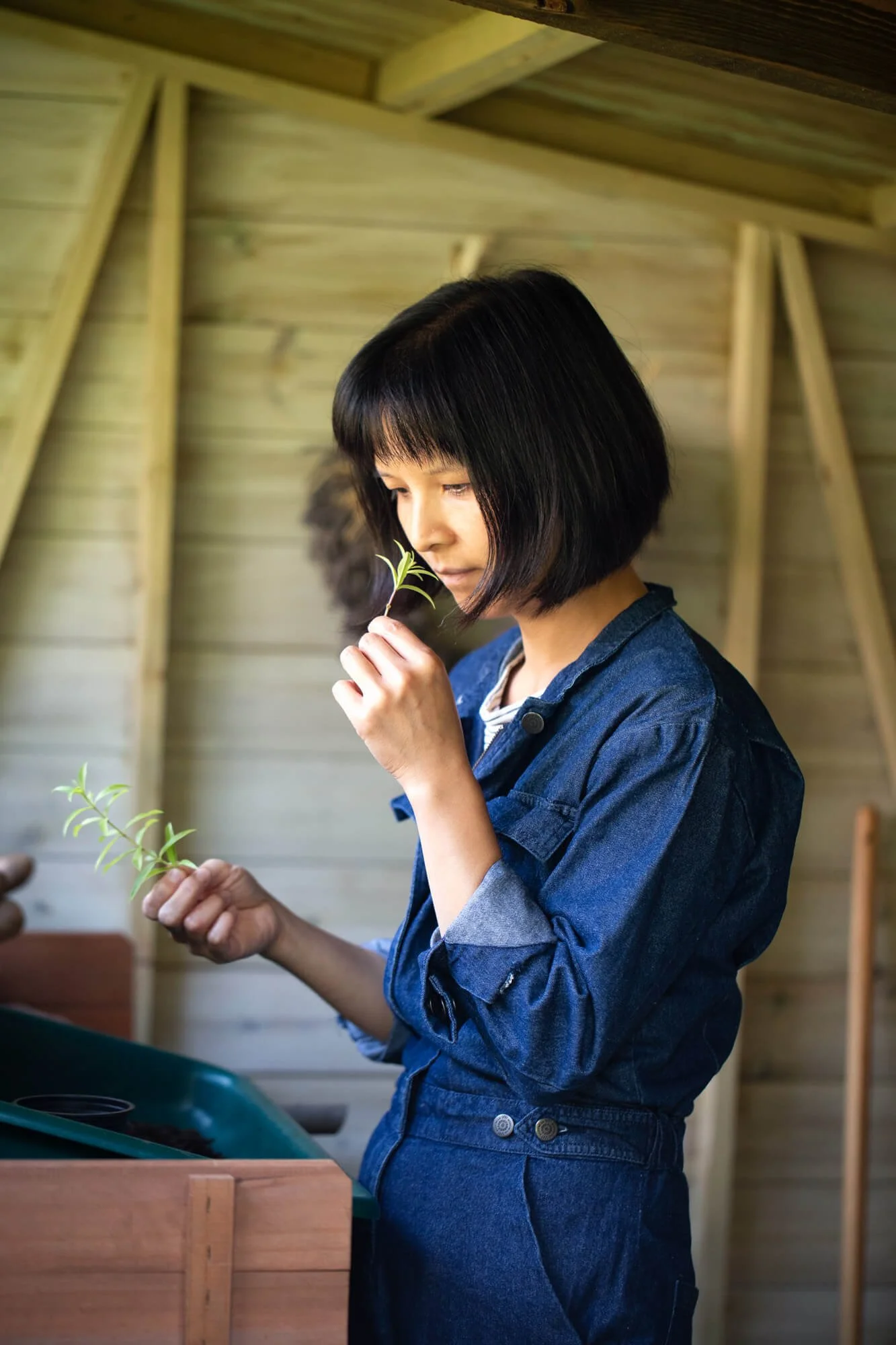 Person in a blue denim outfit smelling a sprig of rosemary inside a wooden structure.