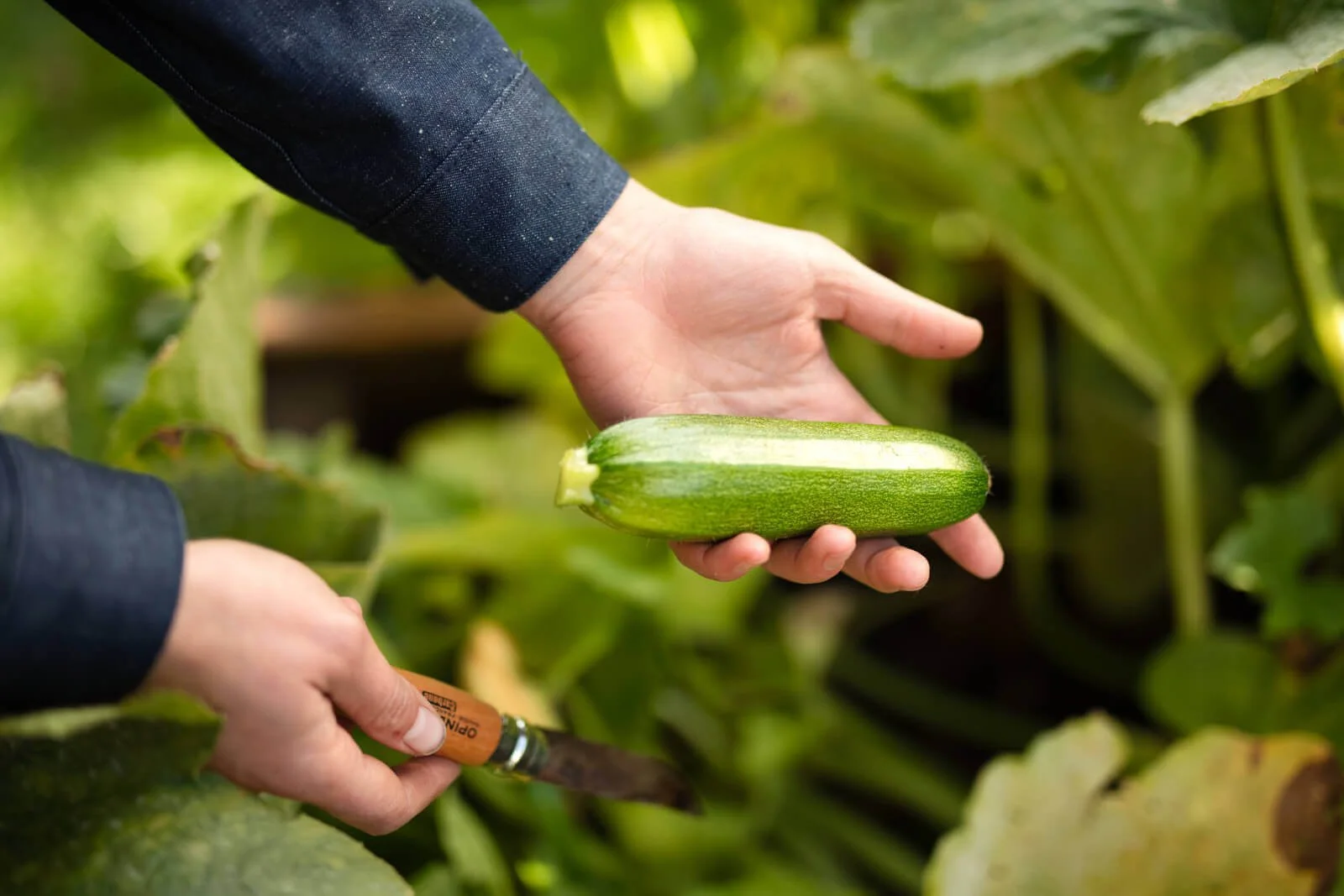 Person holding a zucchini in a garden