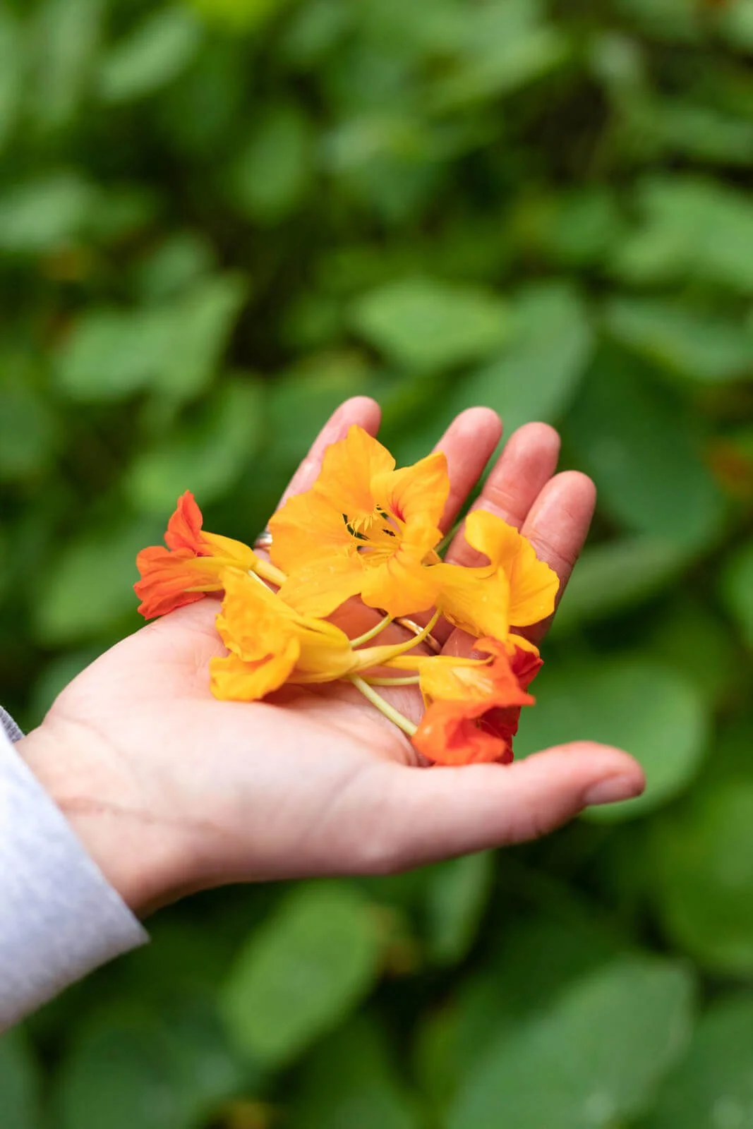 Hand holding orange and yellow flowers with green leaves in the background.