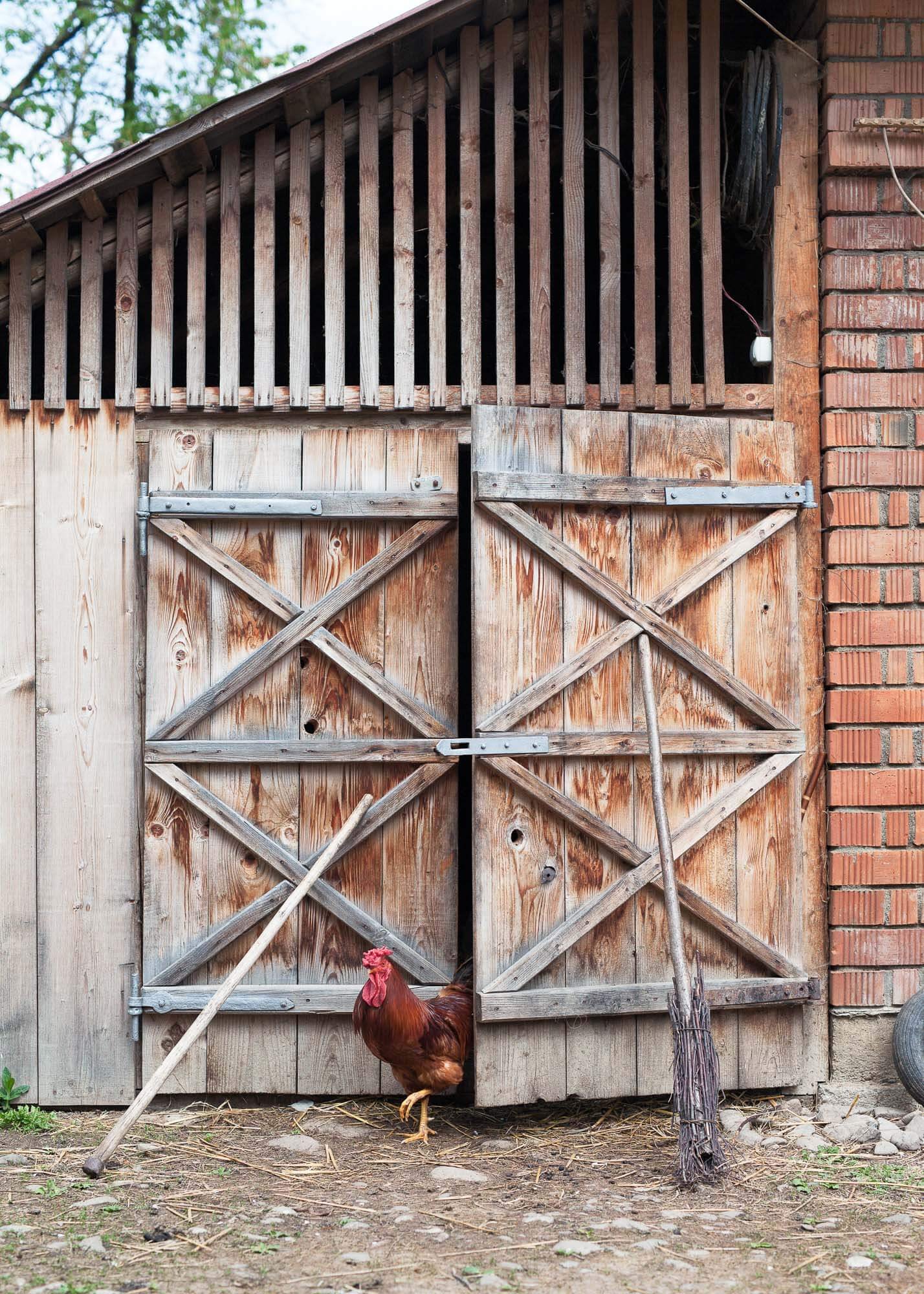 A rooster standing at the entrance of a rustic wooden barn with open doors and farm tools leaning against them.