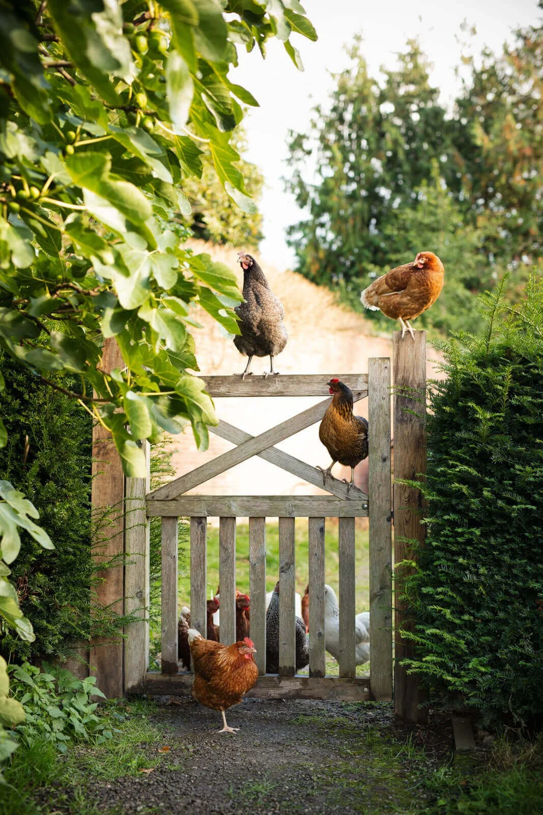 Chickens perched on a wooden gate in a garden setting with greenery.