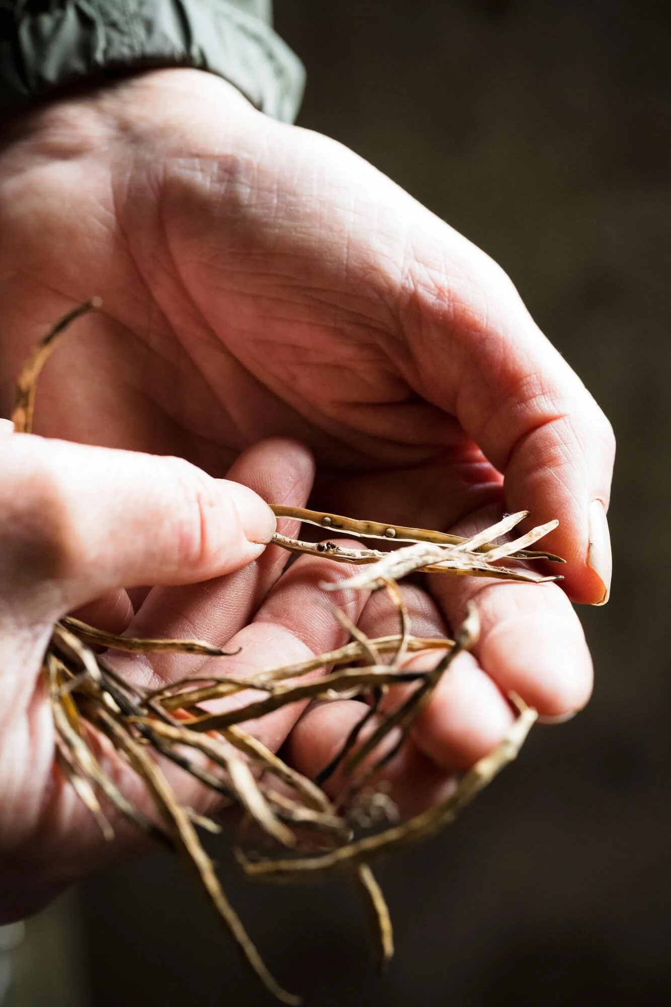 Close-up of hands holding dry plant stems