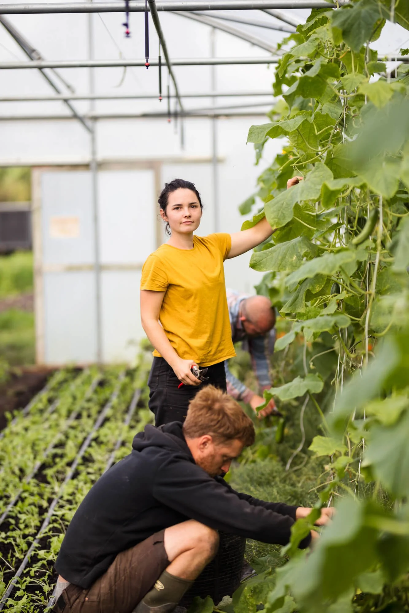 People working in a greenhouse tending to plants.