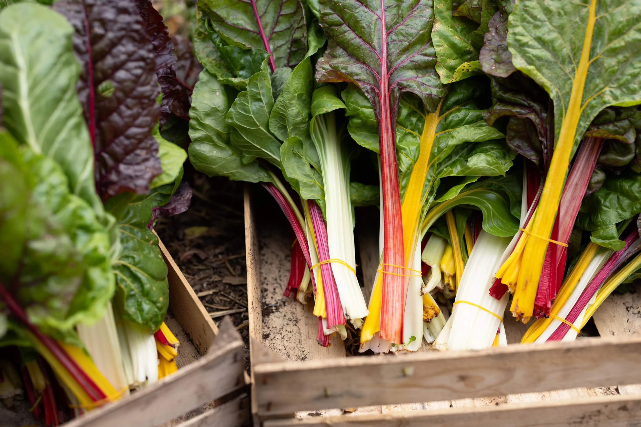 Bundles of colorful rainbow Swiss chard in wooden boxes.