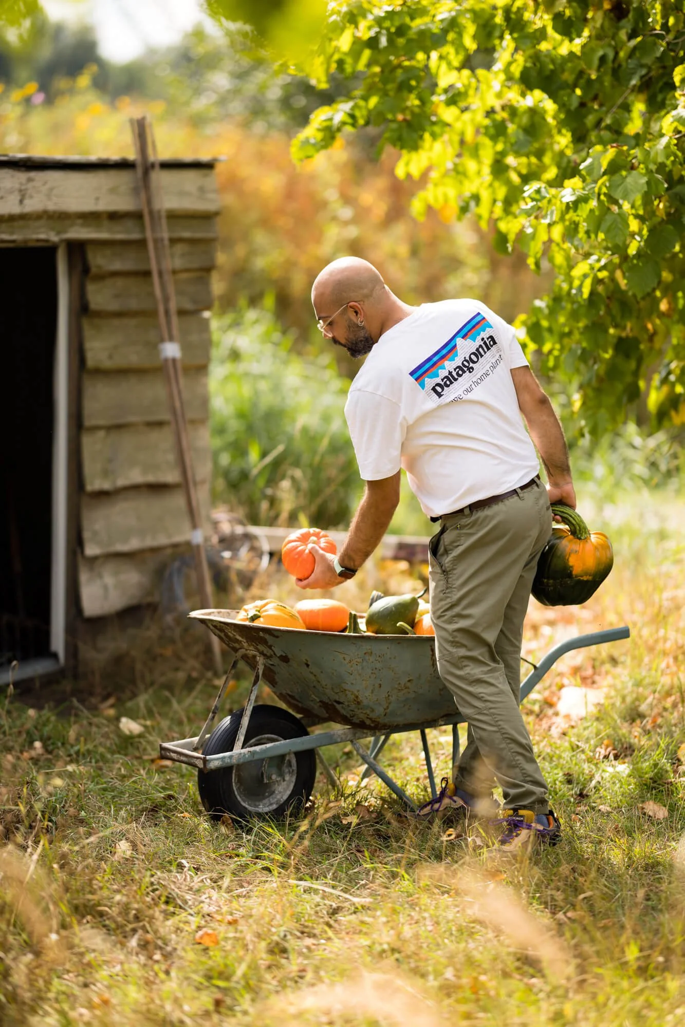 Man with a beard wearing a white Patagonia t-shirt standing beside a wheelbarrow filled with pumpkins next to a wooden shed in a garden.