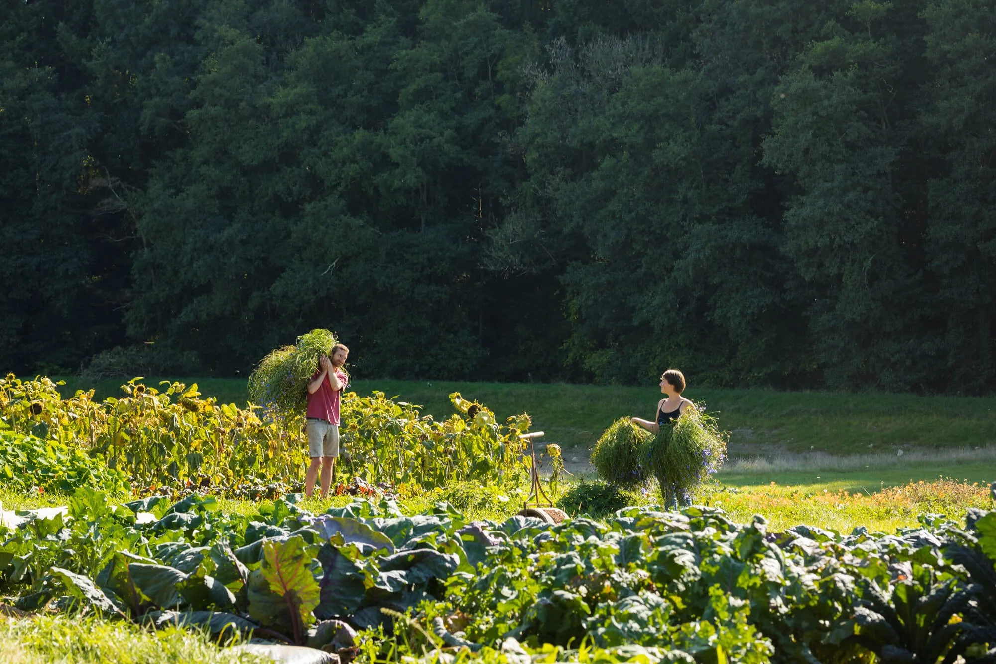 Vital Seeds, Fred Groom and Ronja Schlumberger With Corn Flower Plants In Allotment
