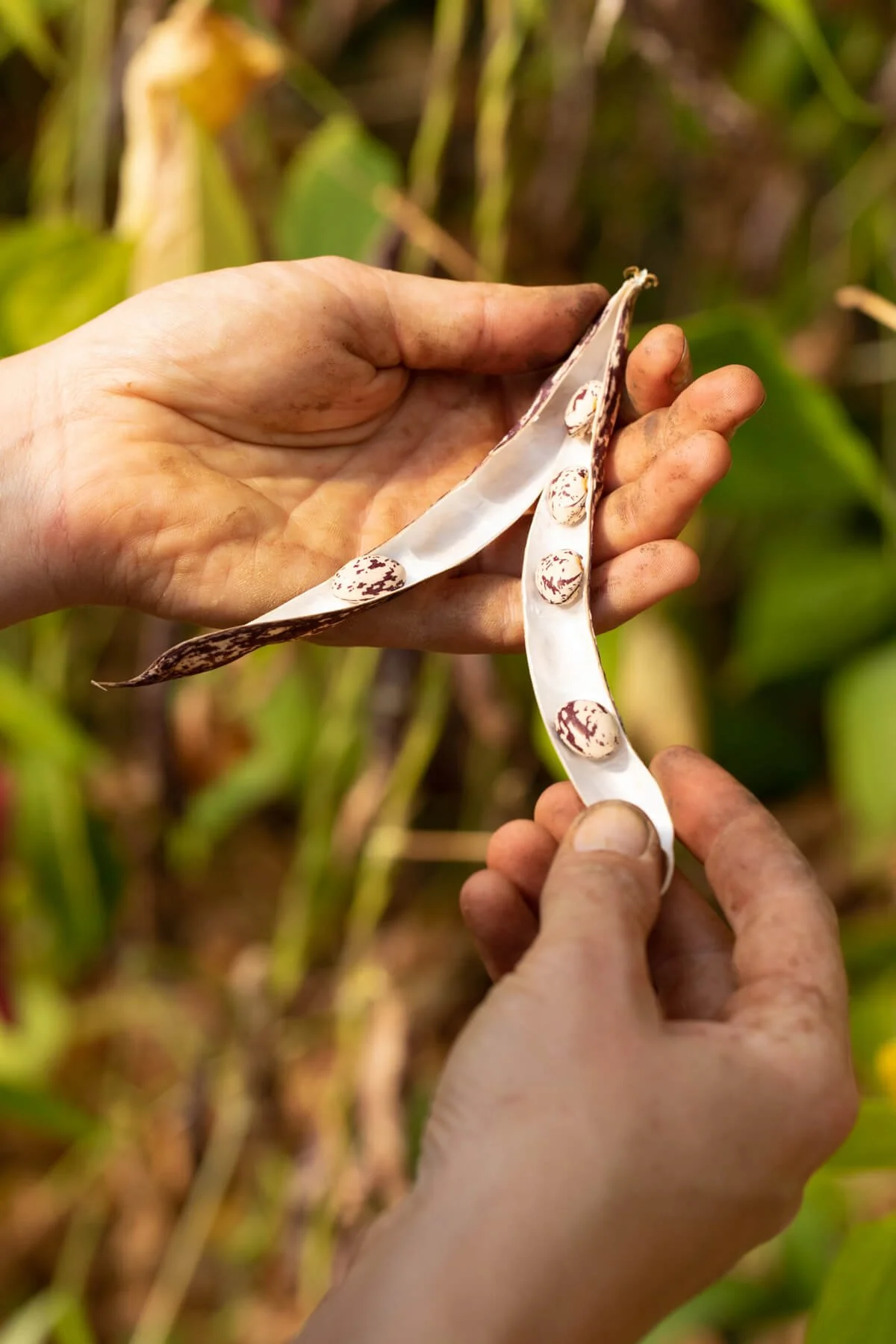Close-Up of Bean Pod Split By Hands On Vine