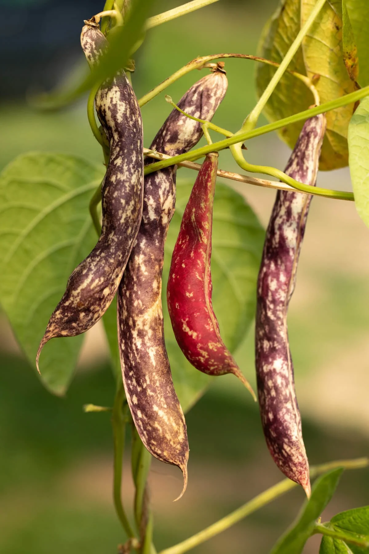 Close-Up of Bean Pod On Vine in Poly Tunnel