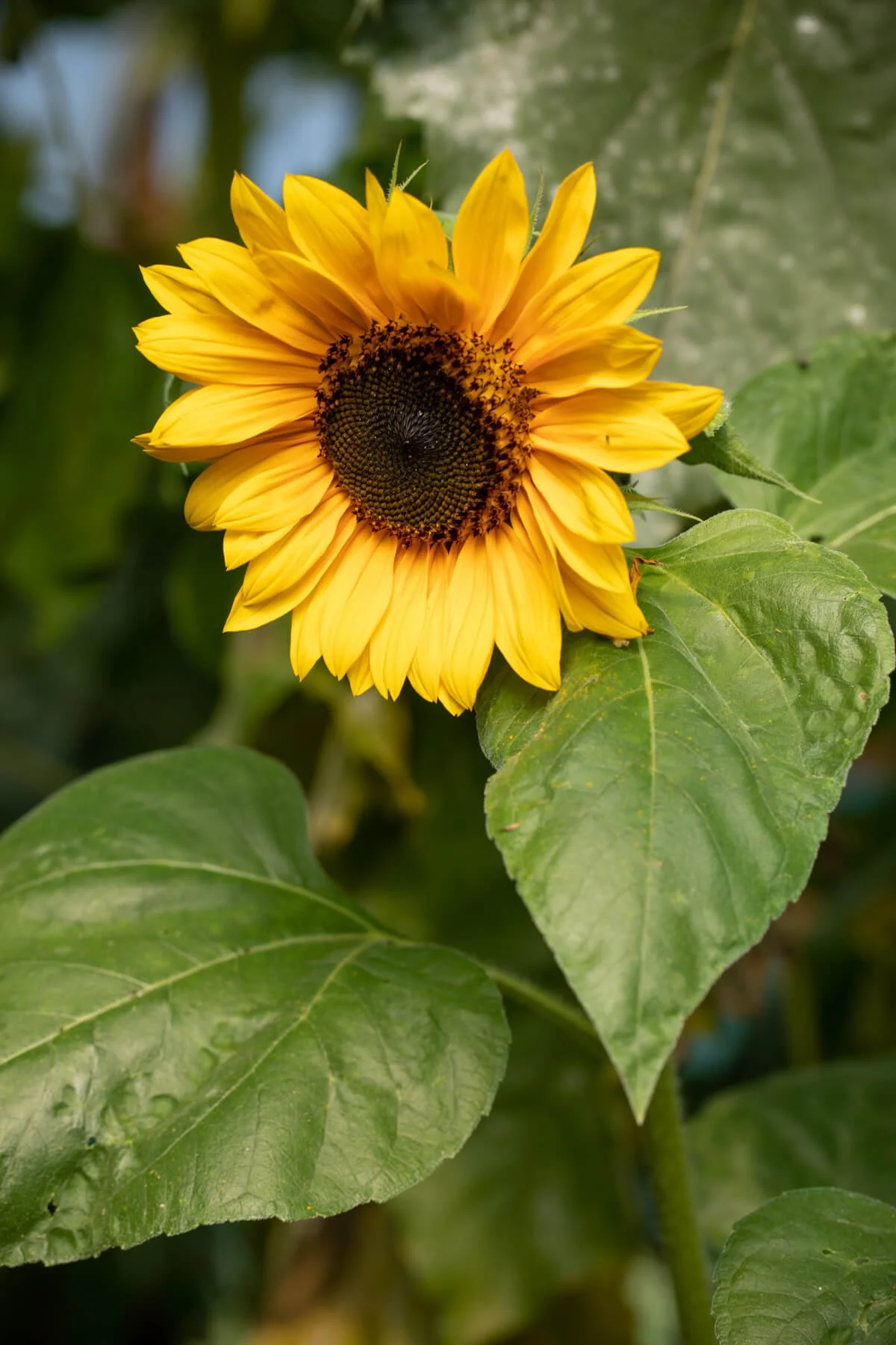 Close-up of Sunflower Head and Leaves