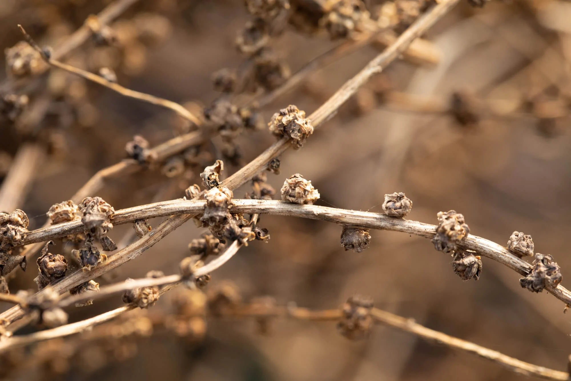 Close-up of Brocoli Seeds Drying