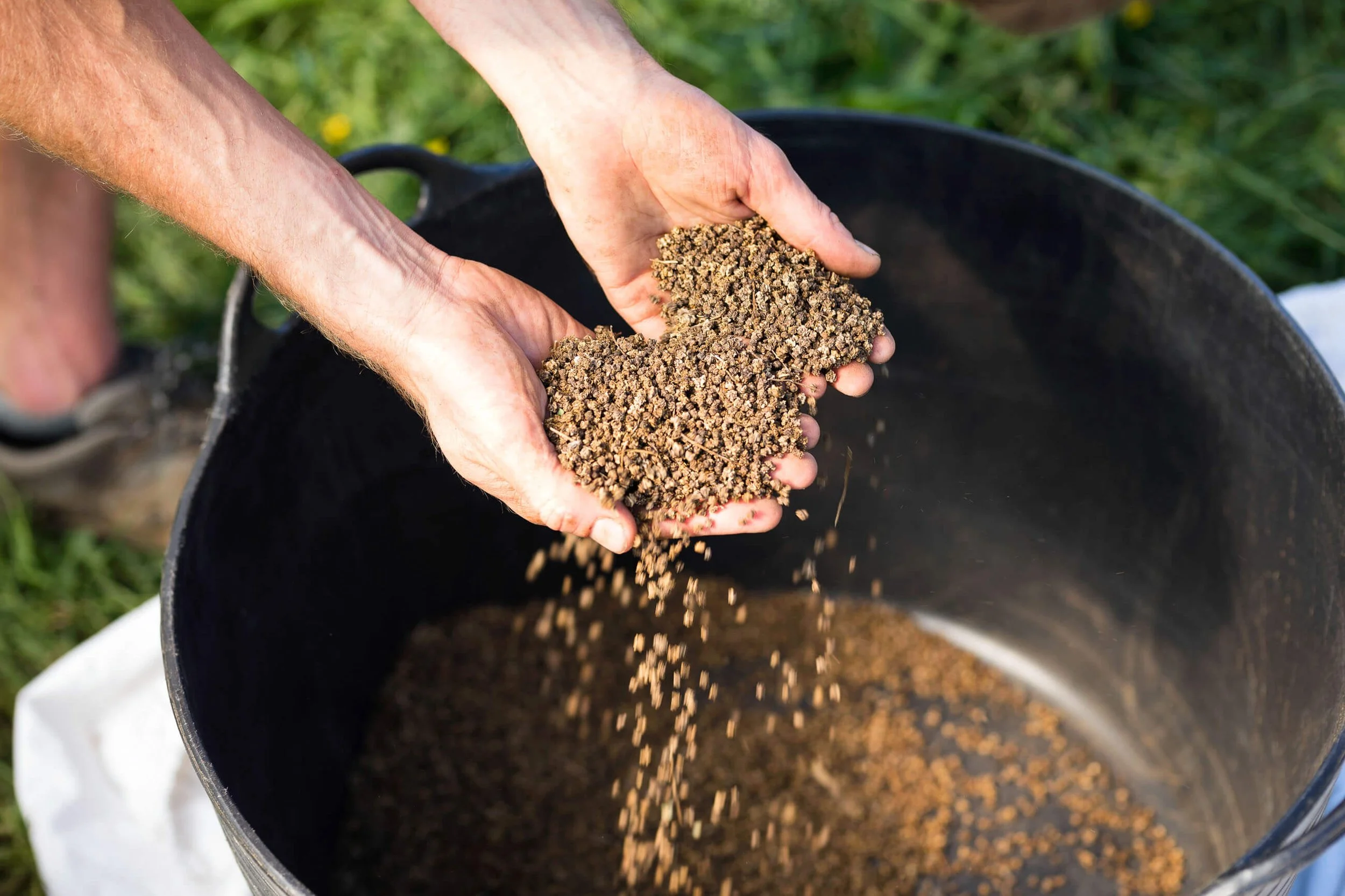 Hands examining Brocoli Seed Above Black Container