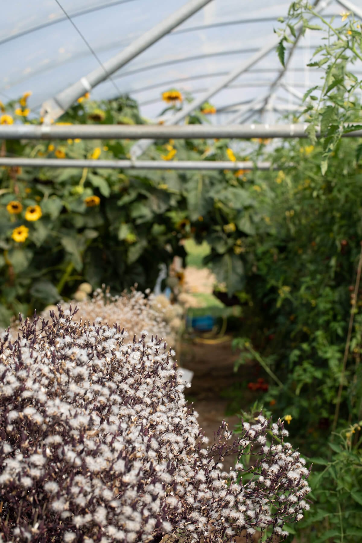 Inside Poly Tunnel with Lettuce Seeds Pods Visible