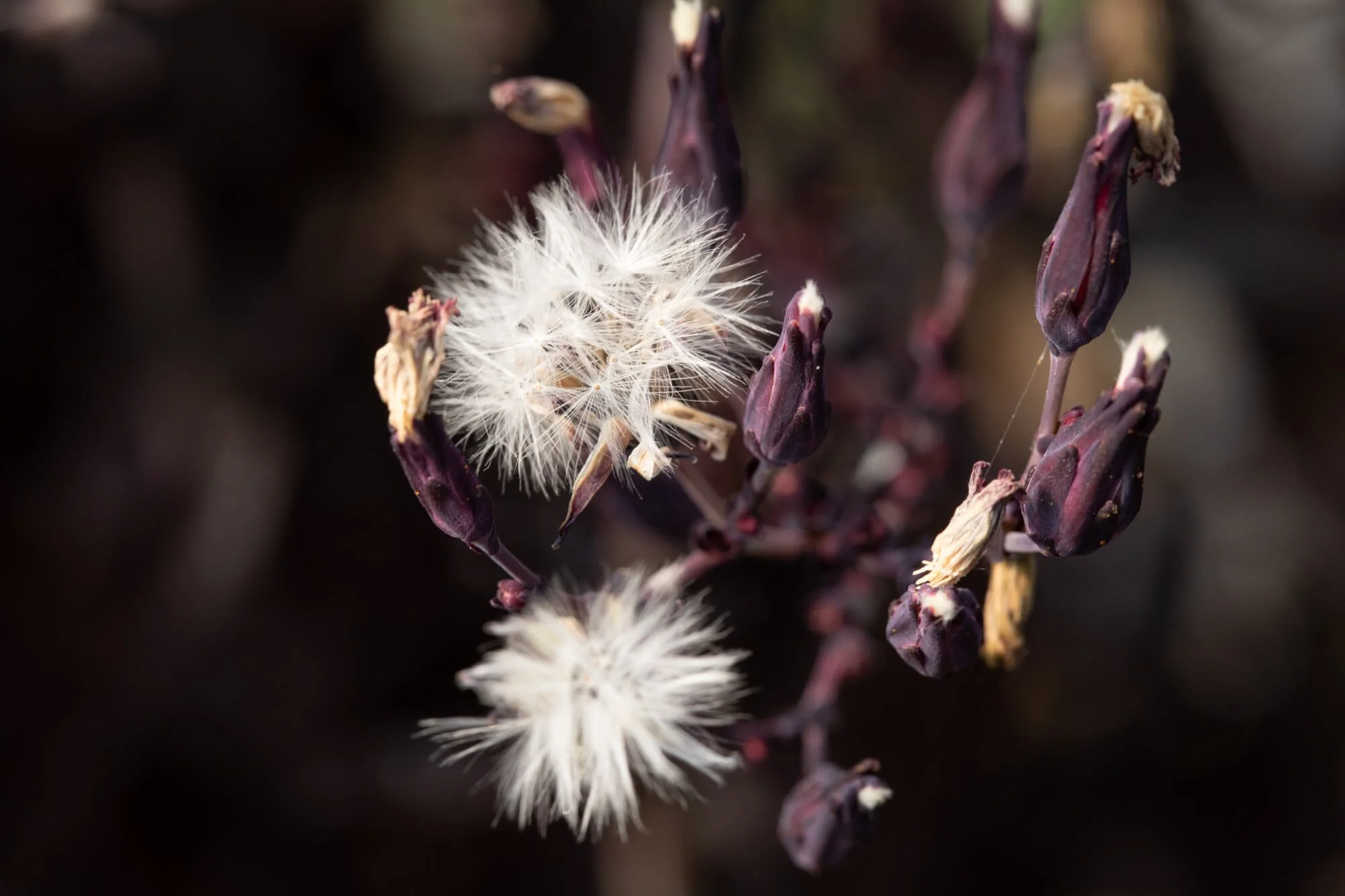 Close-up Lettuce Seeds Pods Ready To Harvest