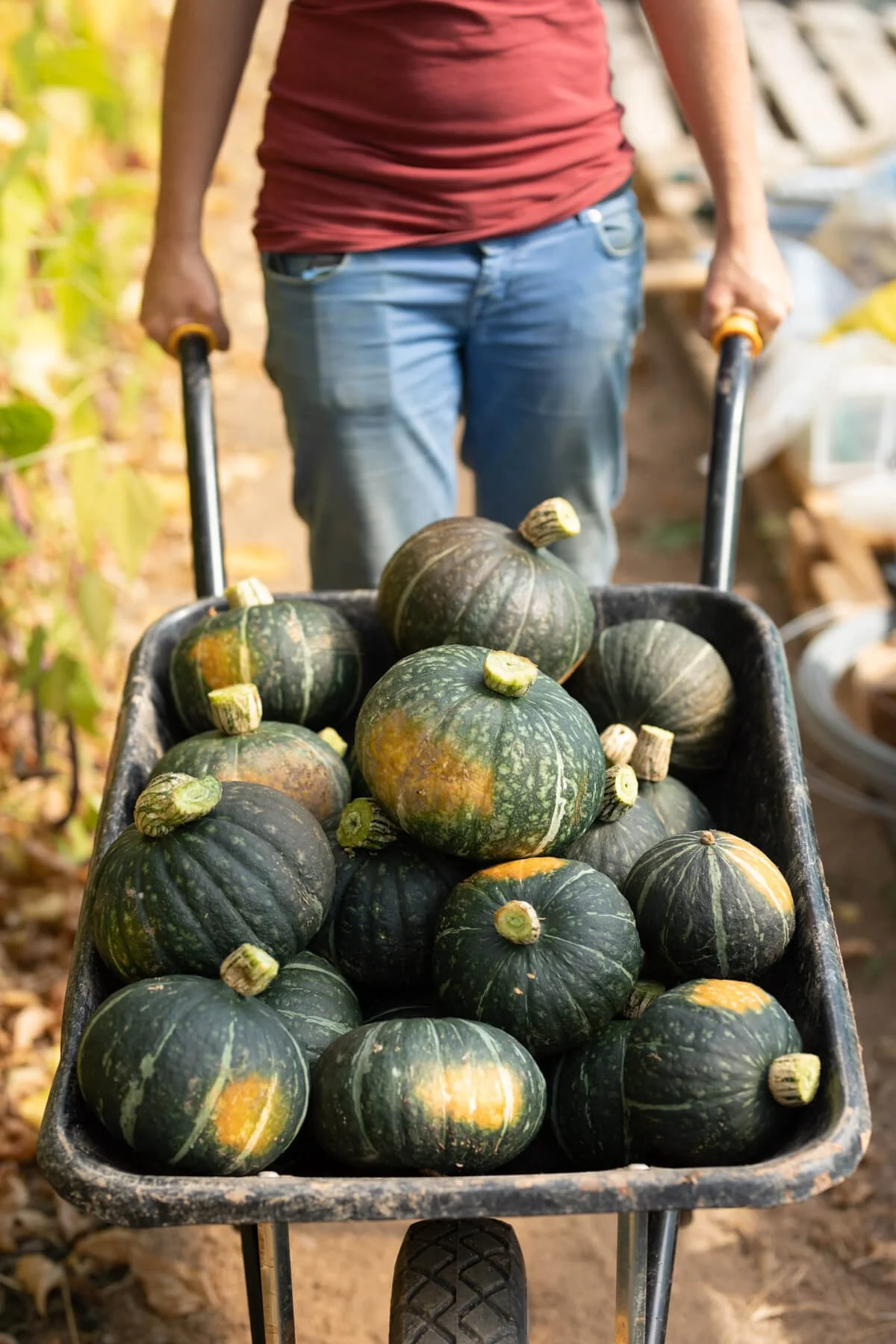Close-up, Wheel Barrow Filled with Pumpkins Pushed Towards Camera