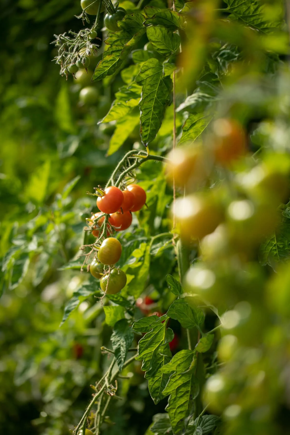 Cherry Tomatoes Growing Vertically