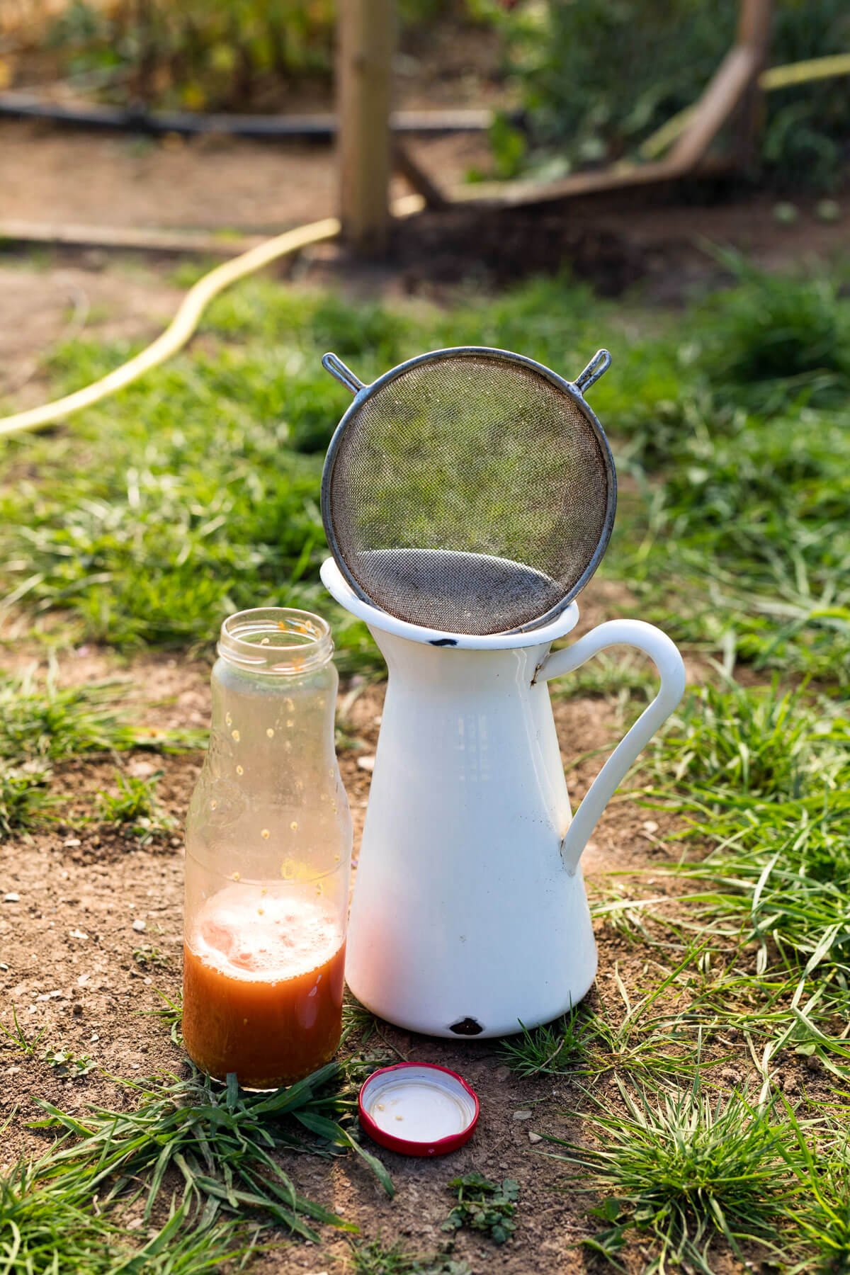Tomato Seeds Cleaned with Glass Water Bottle and Sieve