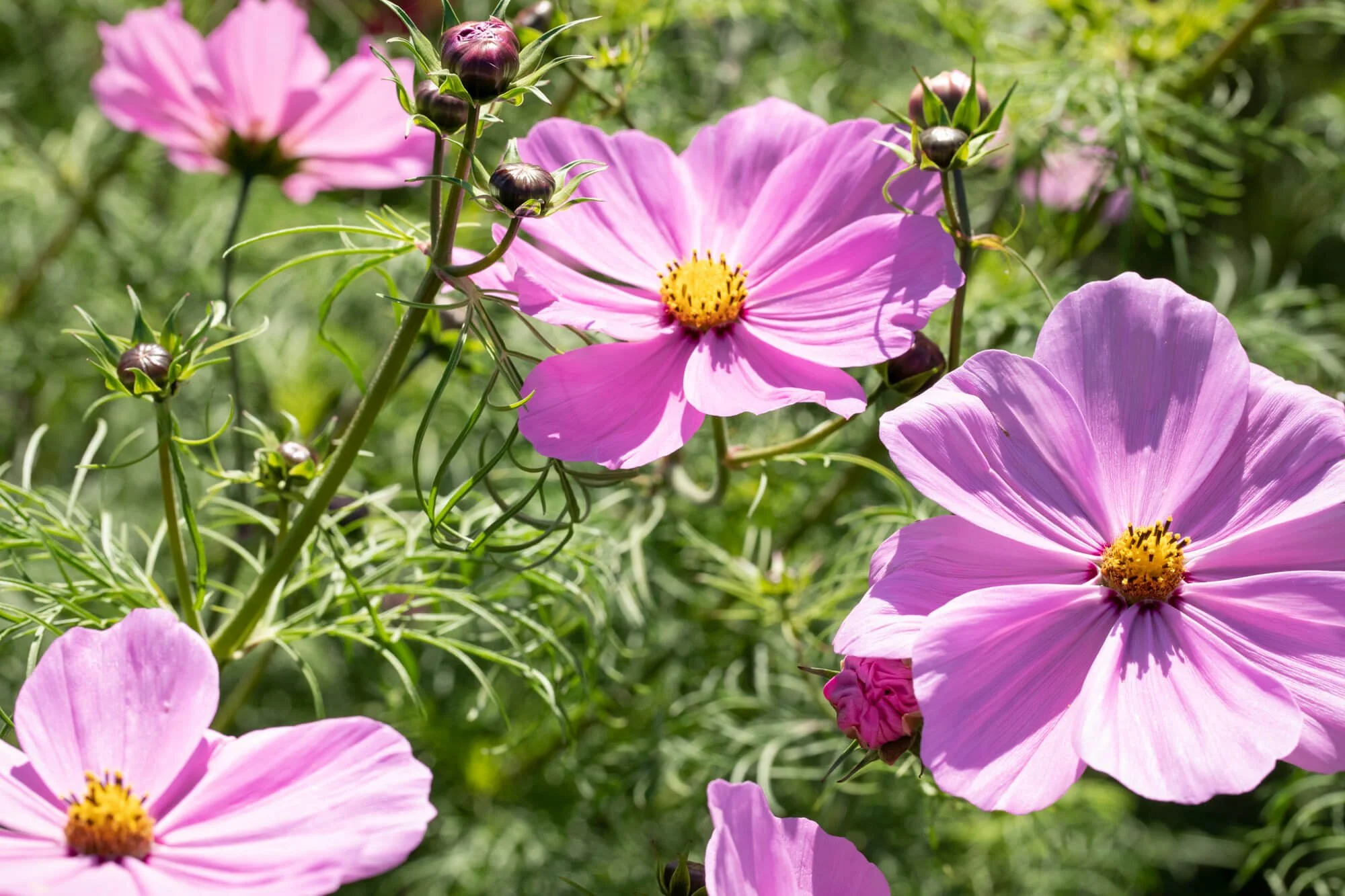 Close-Up of Pink Cosmos Flowers In Bloom