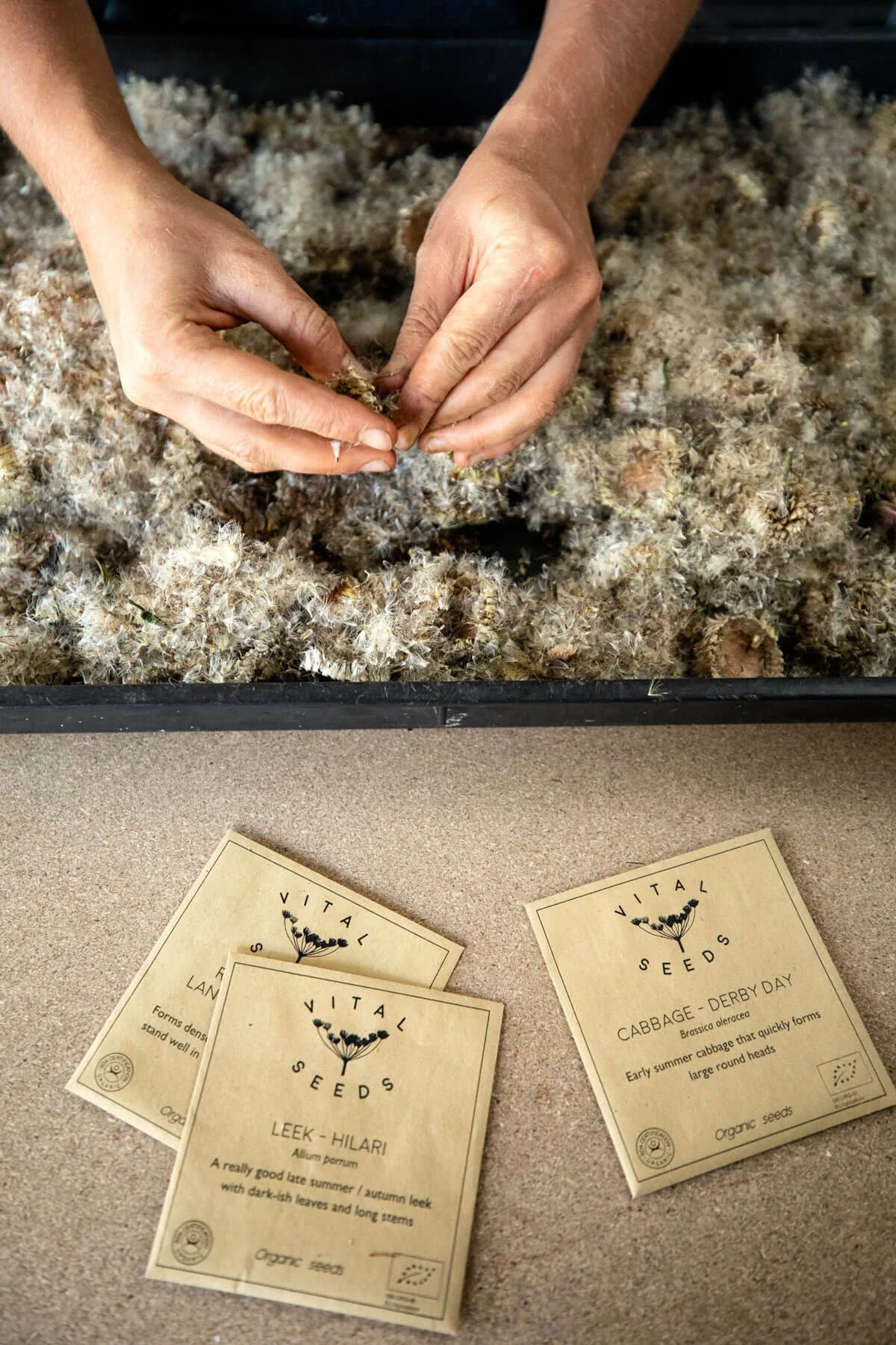Hands Processing Seed for Packing Into Envelopes