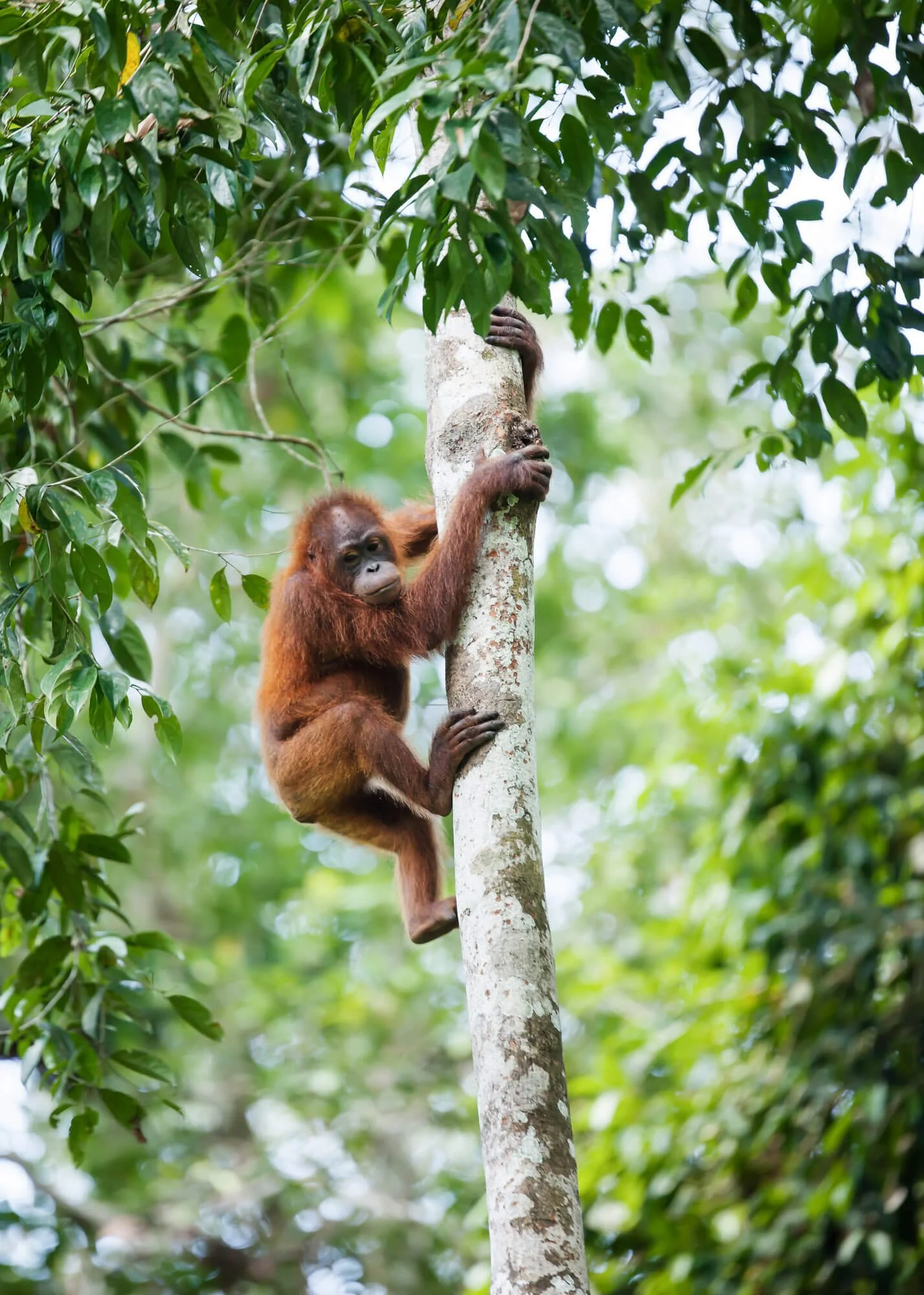Orangutan climbing a tree surrounded by green foliage.