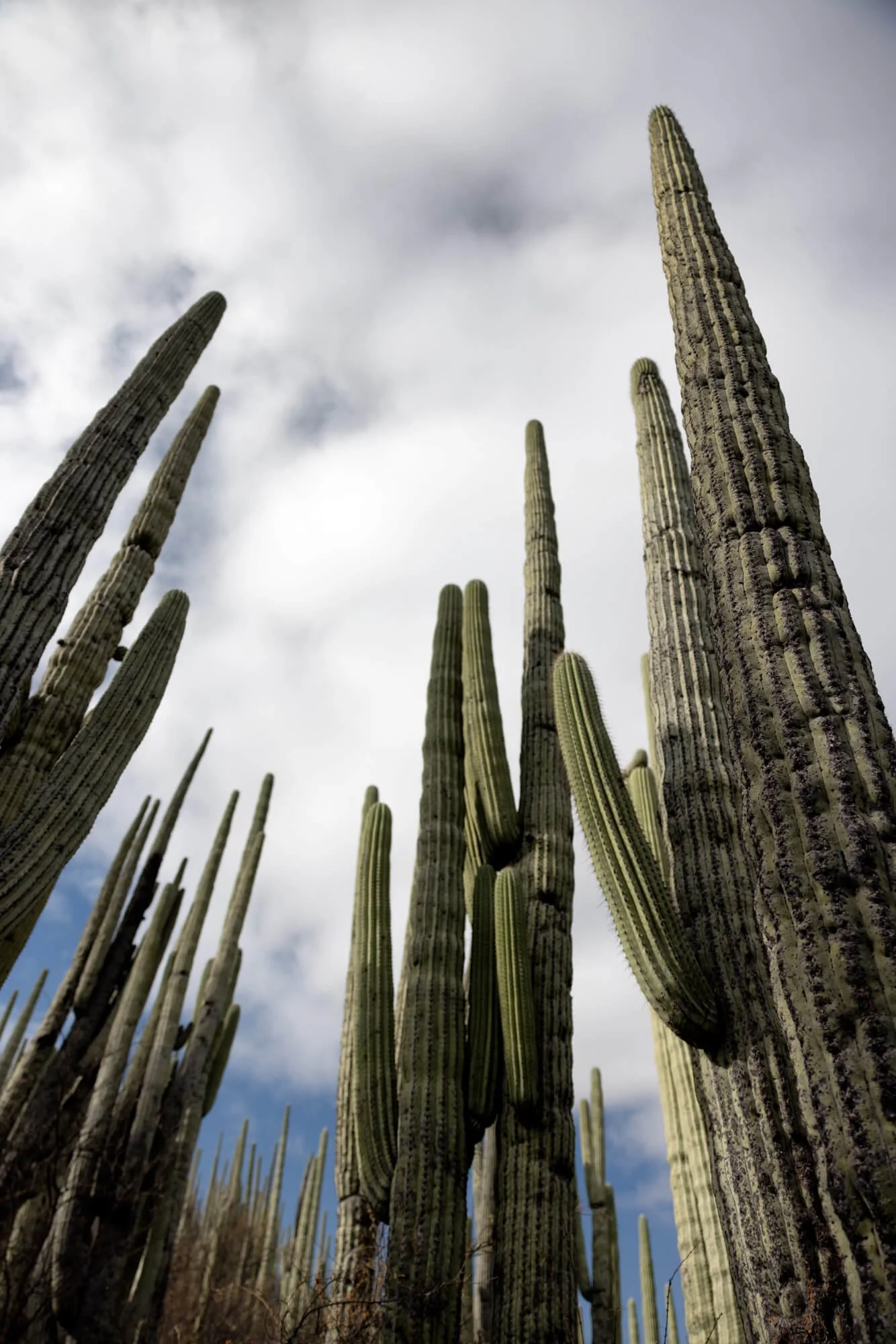 Tall cacti reaching into a cloudy sky.