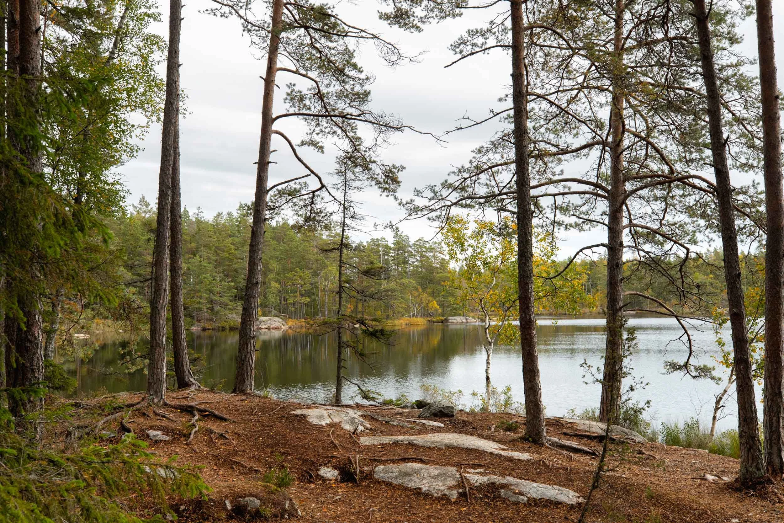 Forest with pine trees by a lake, landscape view.