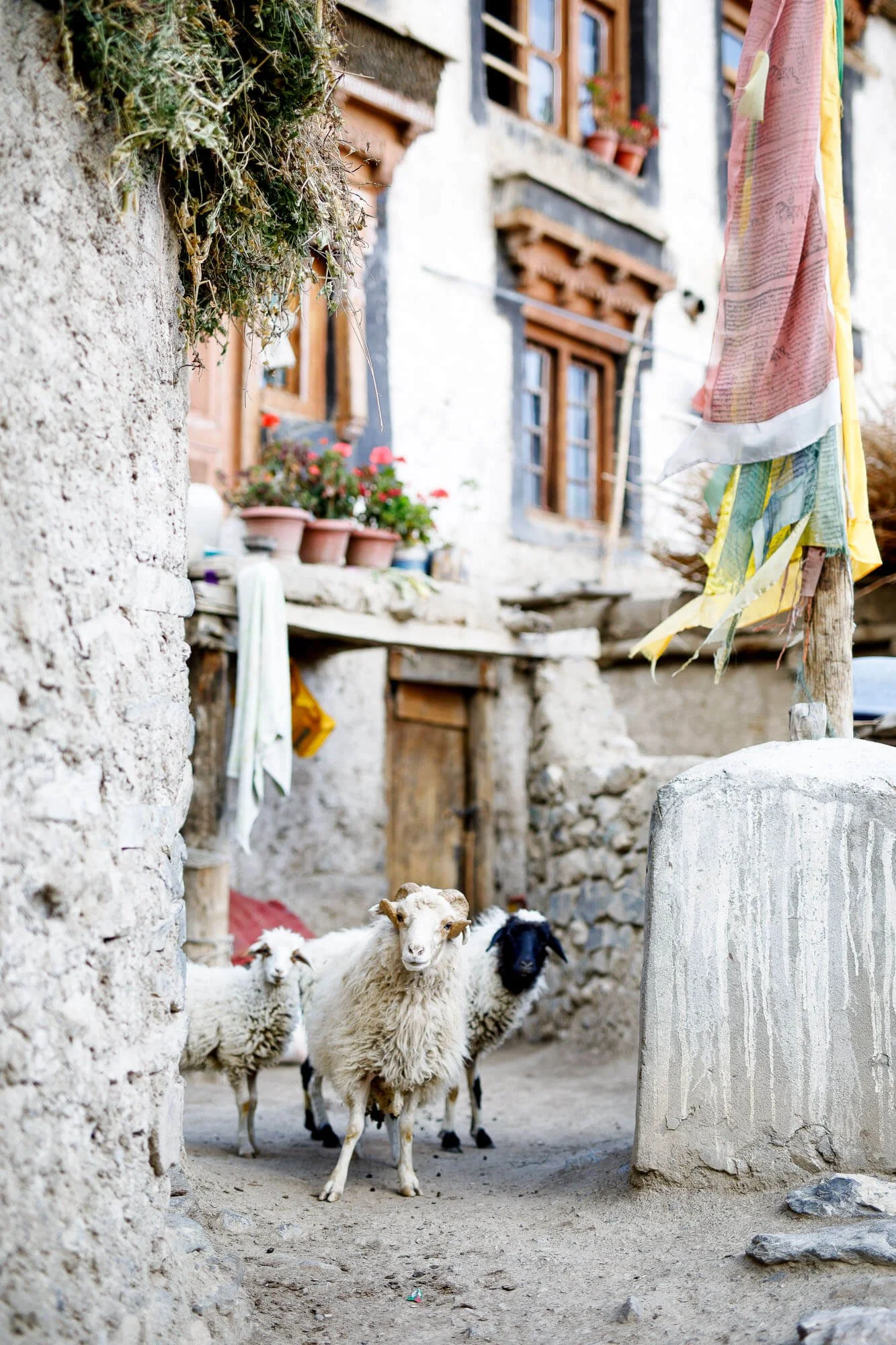 Sheep standing in a rustic village setting with traditional stone buildings, potted flowers, and prayer flags.