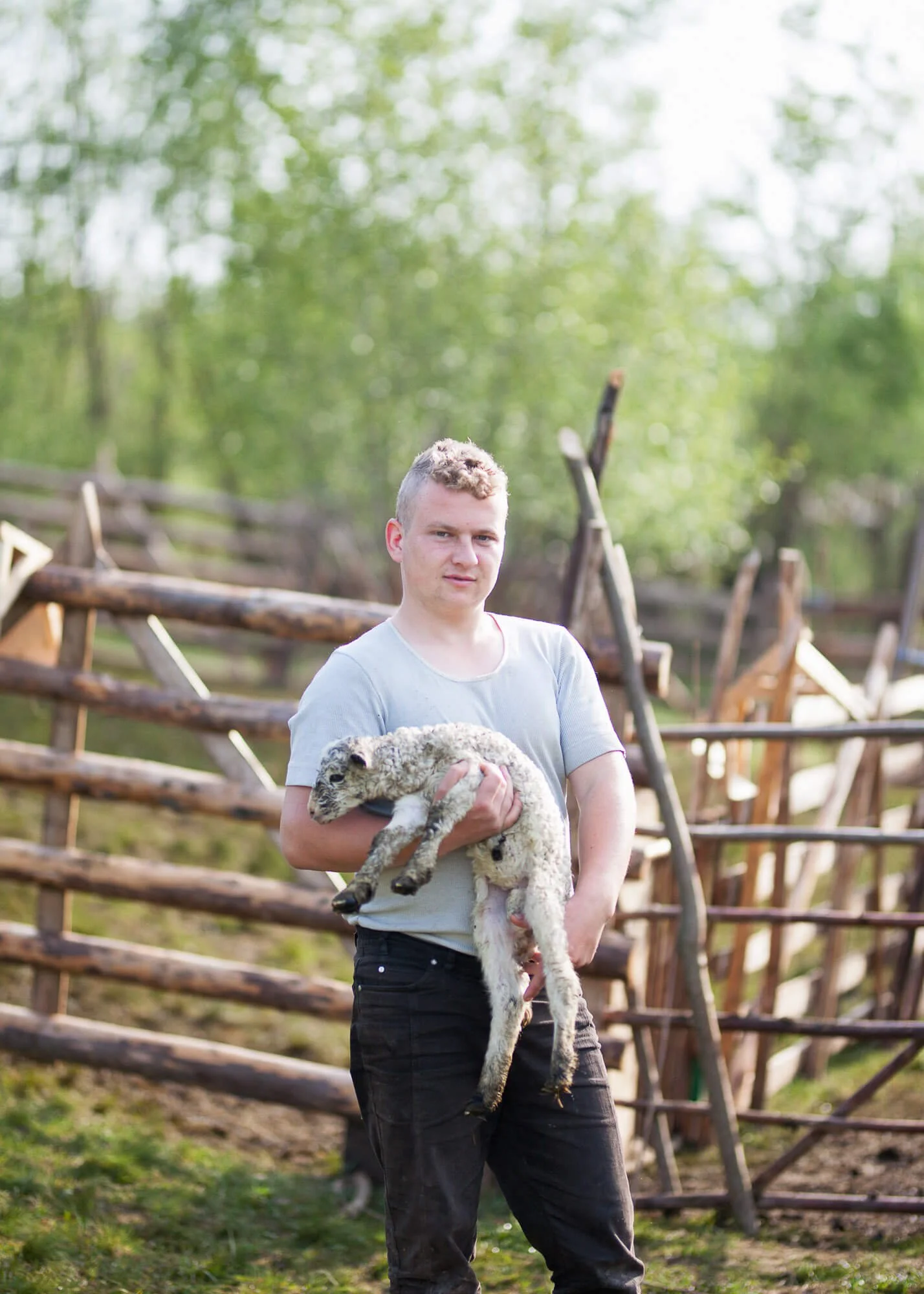 Person holding a lamb in a wooden enclosure.