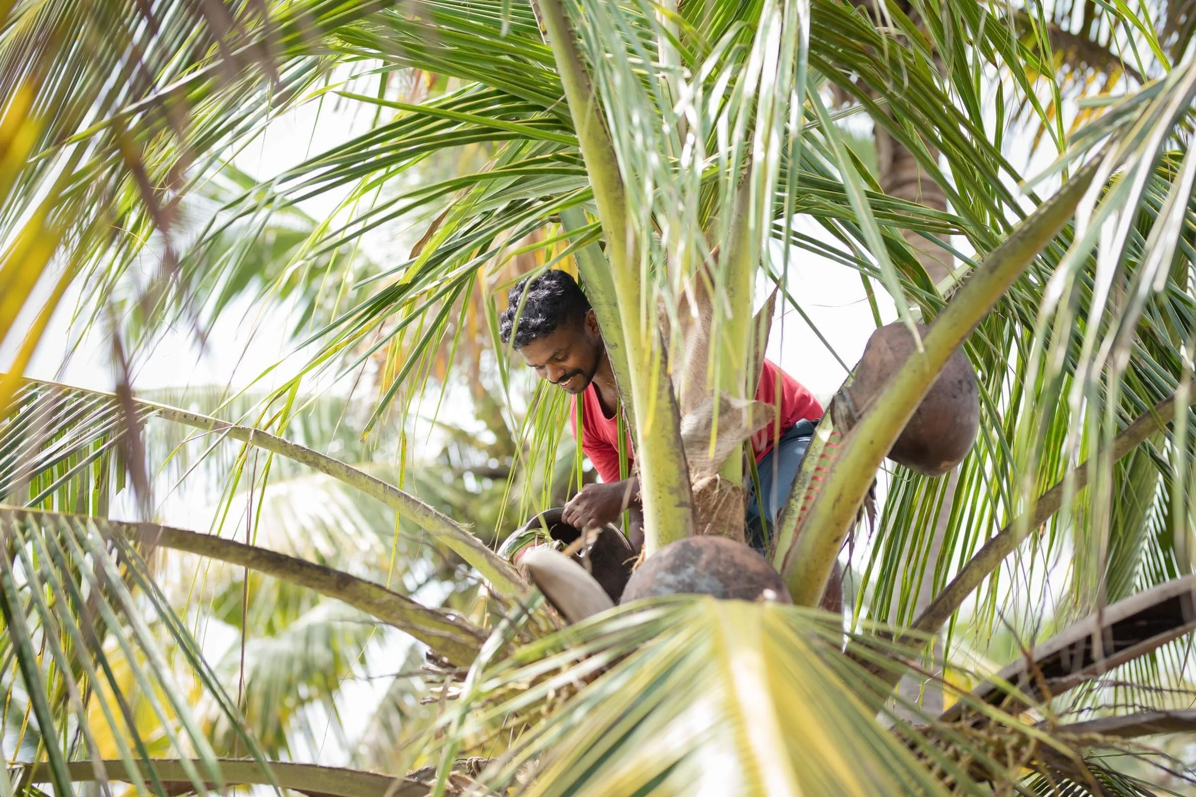 Person harvesting coconuts from a palm tree.