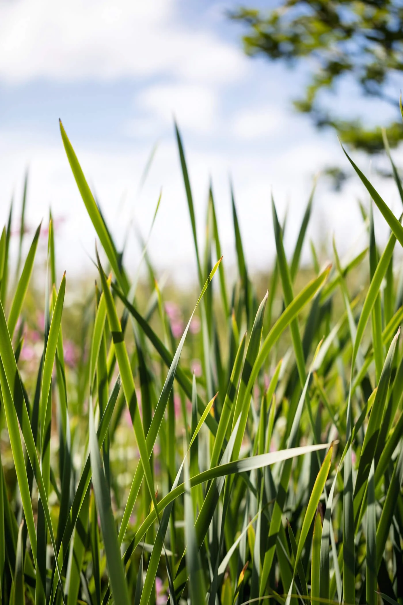 Bullrush Basket Weaving Plants Growing in Reed Bed
