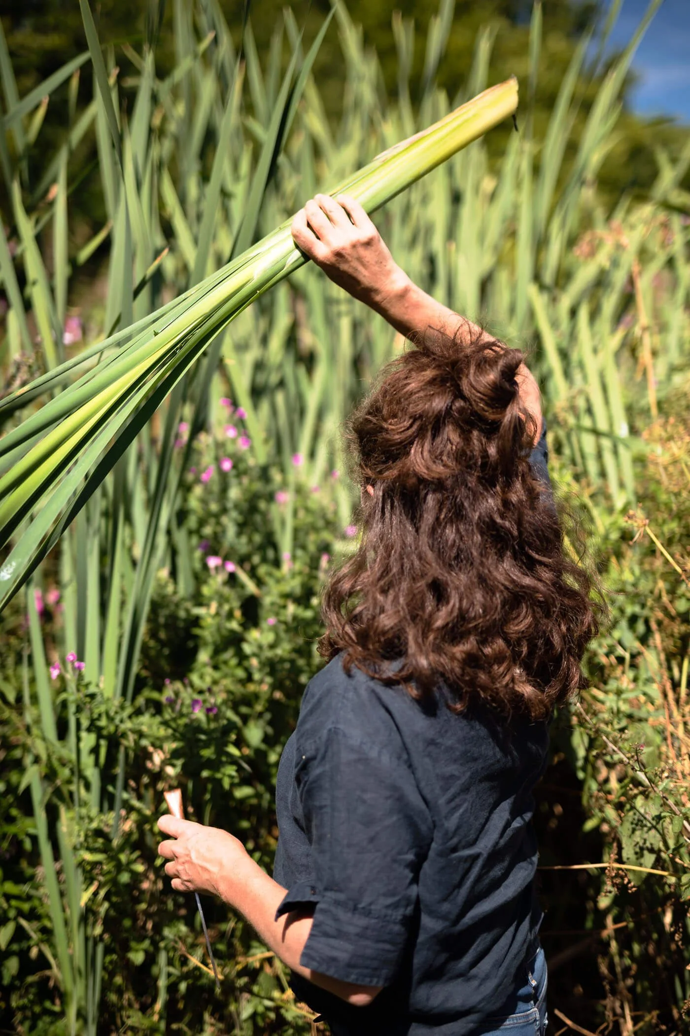 Ruby Taylor, Foraging for Bullrush Basket Weaving Materials