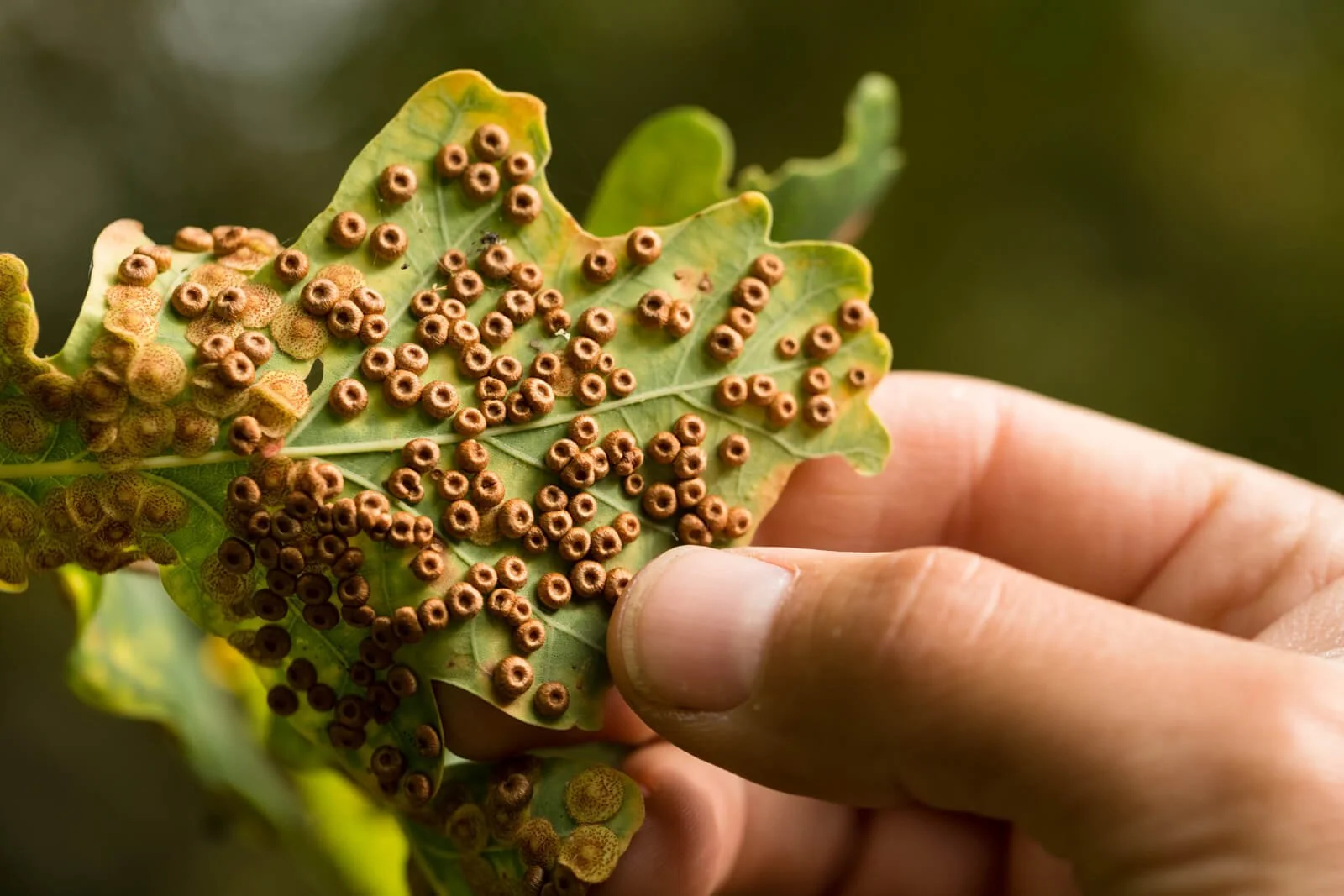Hand holding an oak leaf with numerous brown galls caused by gall wasps.