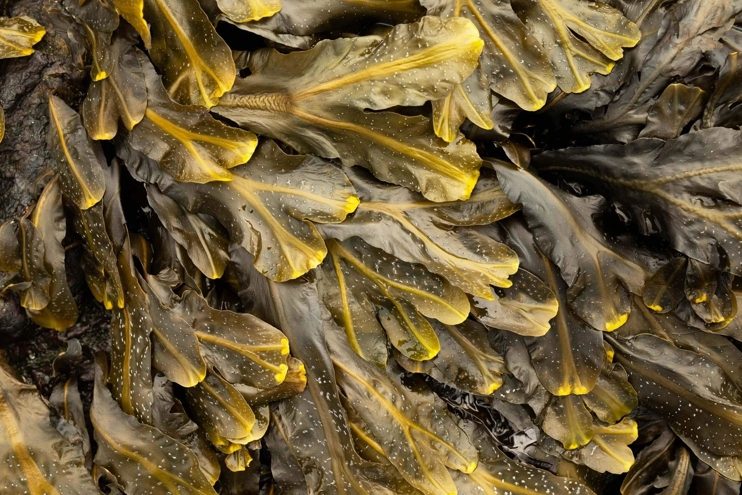 Close-up of brown seaweed with yellow edges and white spots, overlapping leaves.