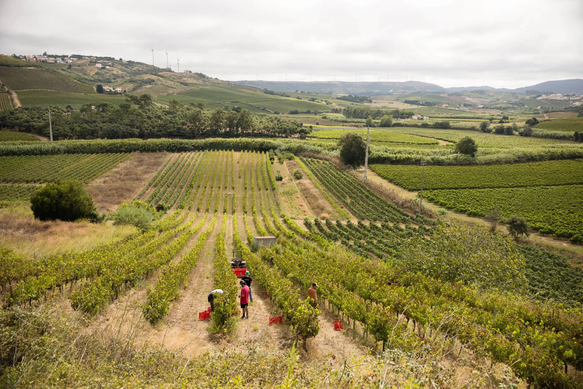 Genúria Natural Wines - Photography by Jody Daunton--20.jpg